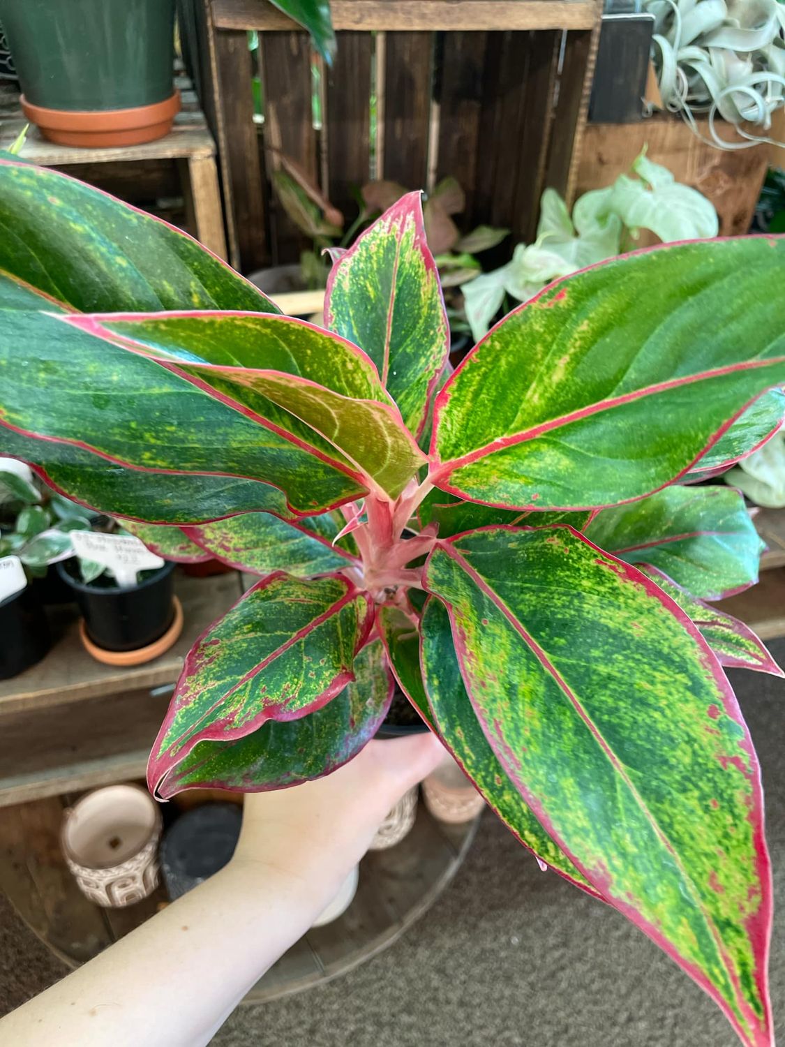 5&quot; Aglaonema Sparkling Sarah