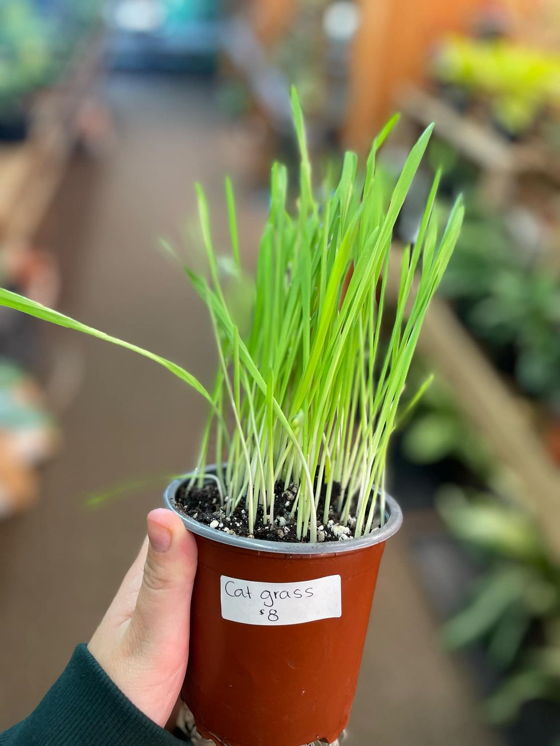 4&quot; Cat Grass