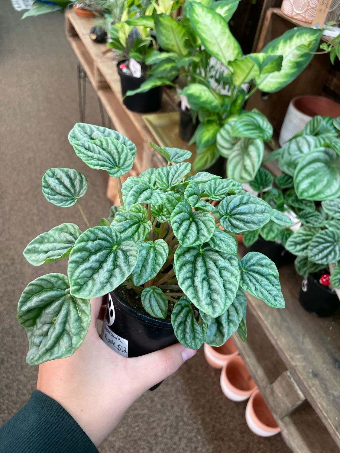 3.5&quot; Peperomia Frost Ripple