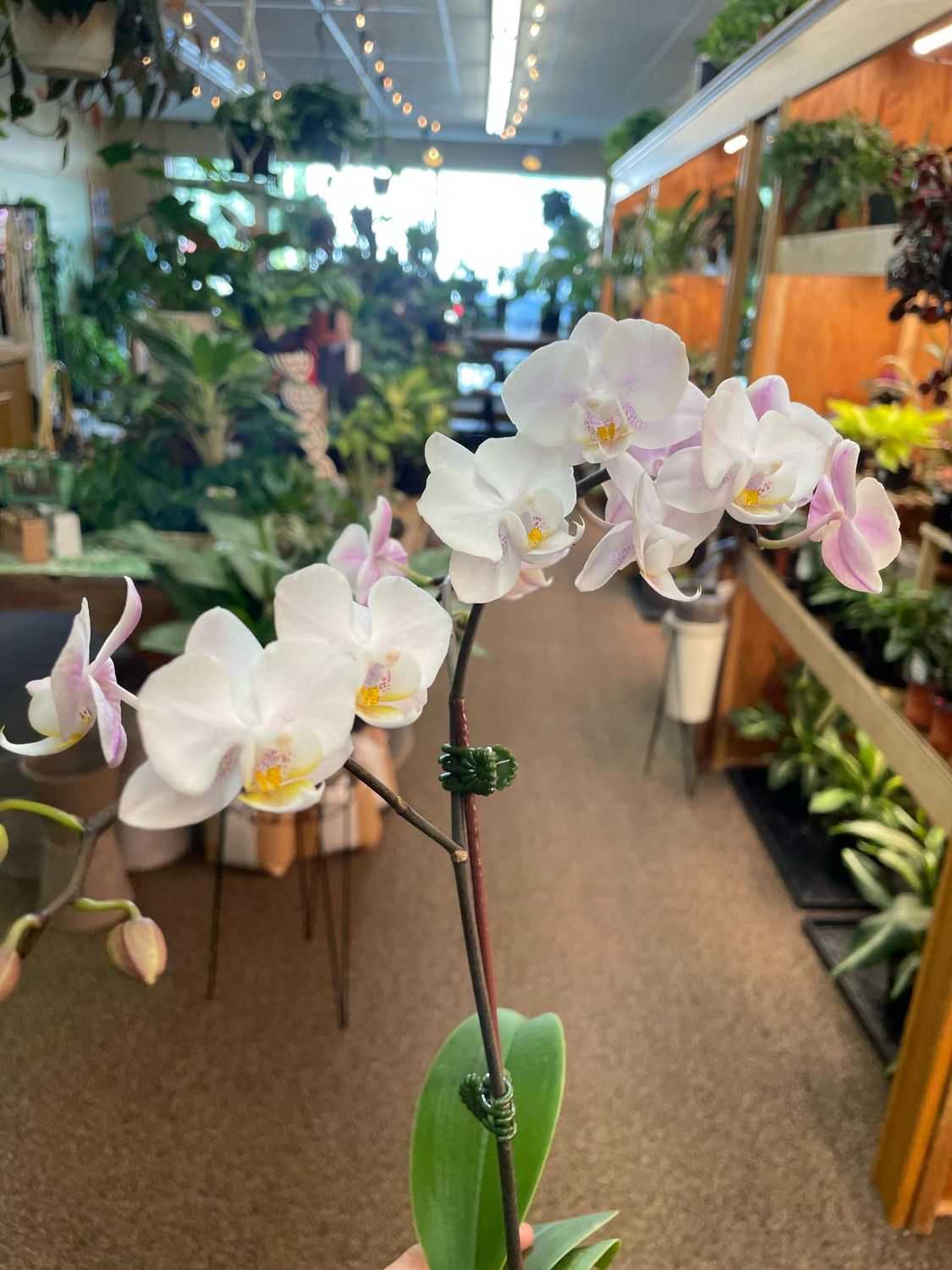 3.5&quot; Phalaenopsis White Bloom