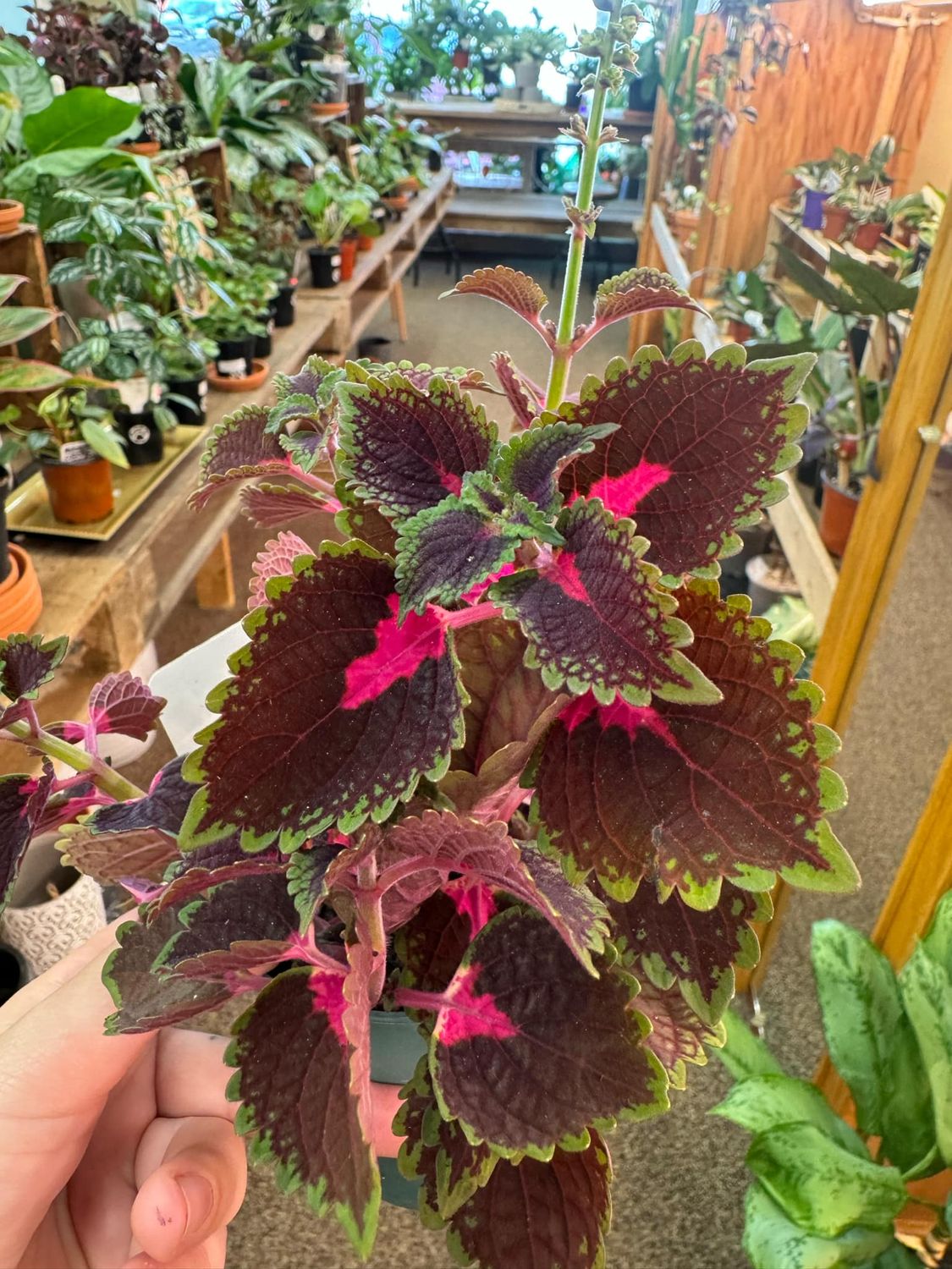 3.5” Coleus Kong Rose