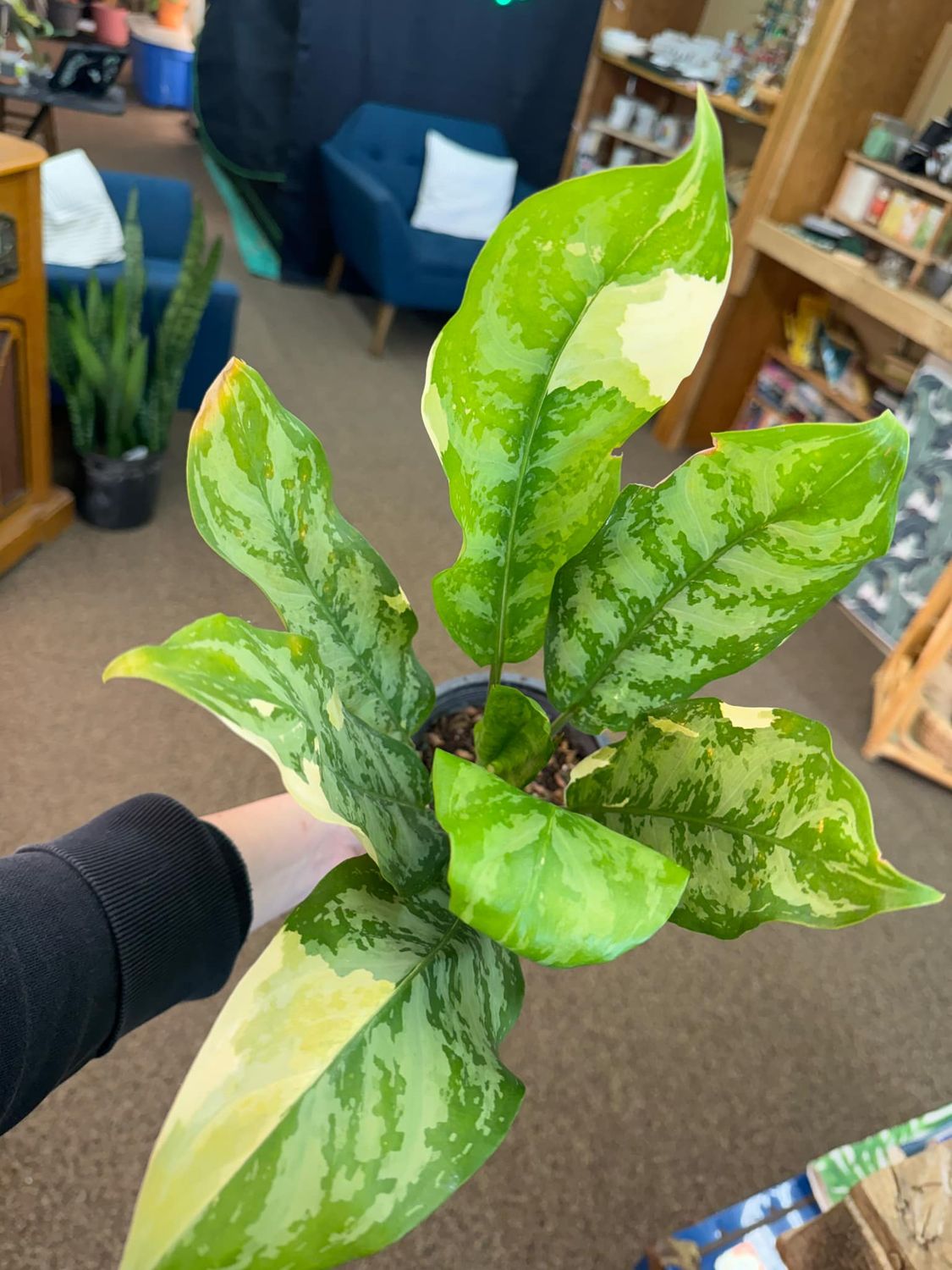 6&quot; Aglaonema Manilla Pride
