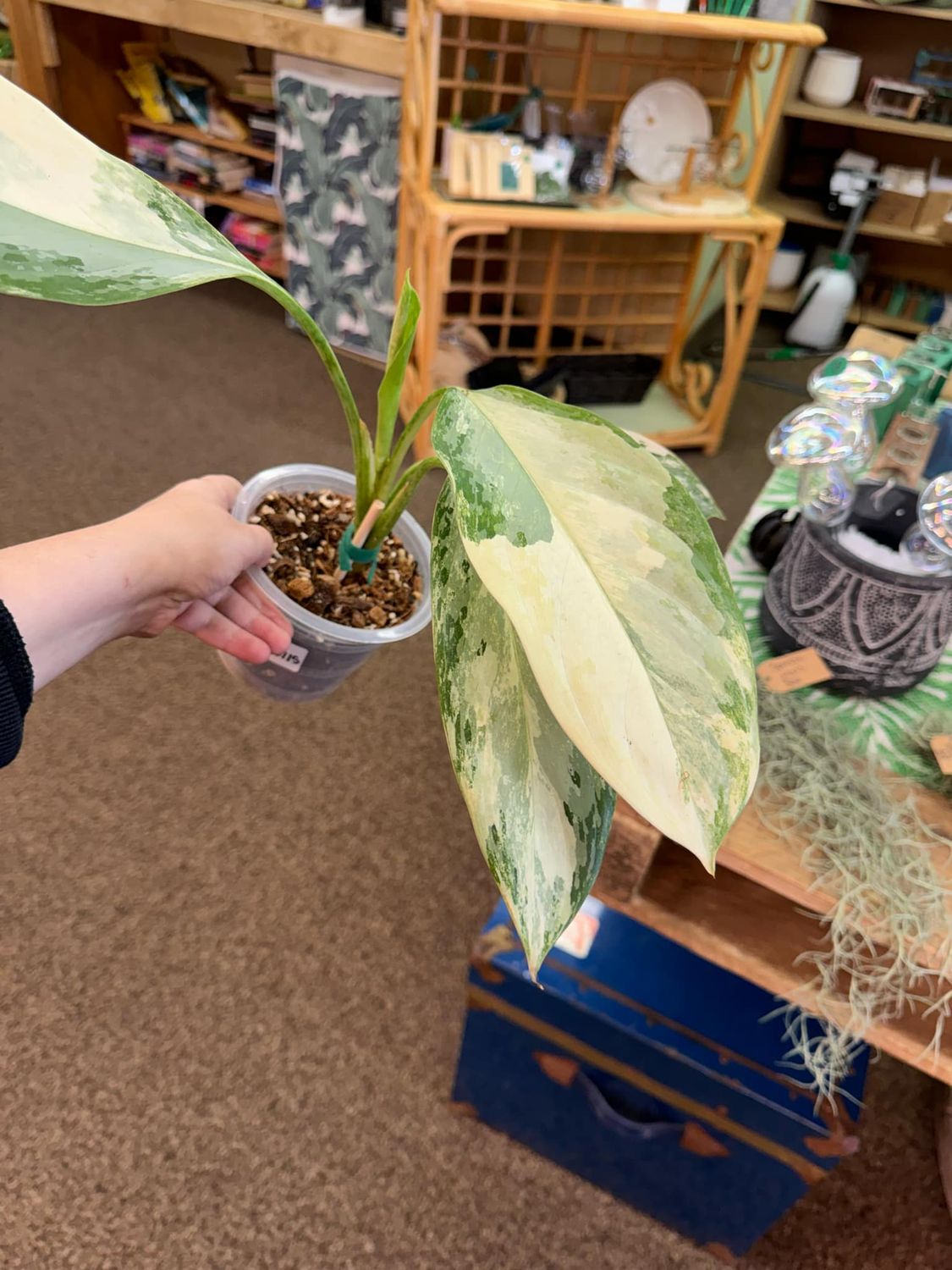 5&quot; Aglaonema Manilla Pride