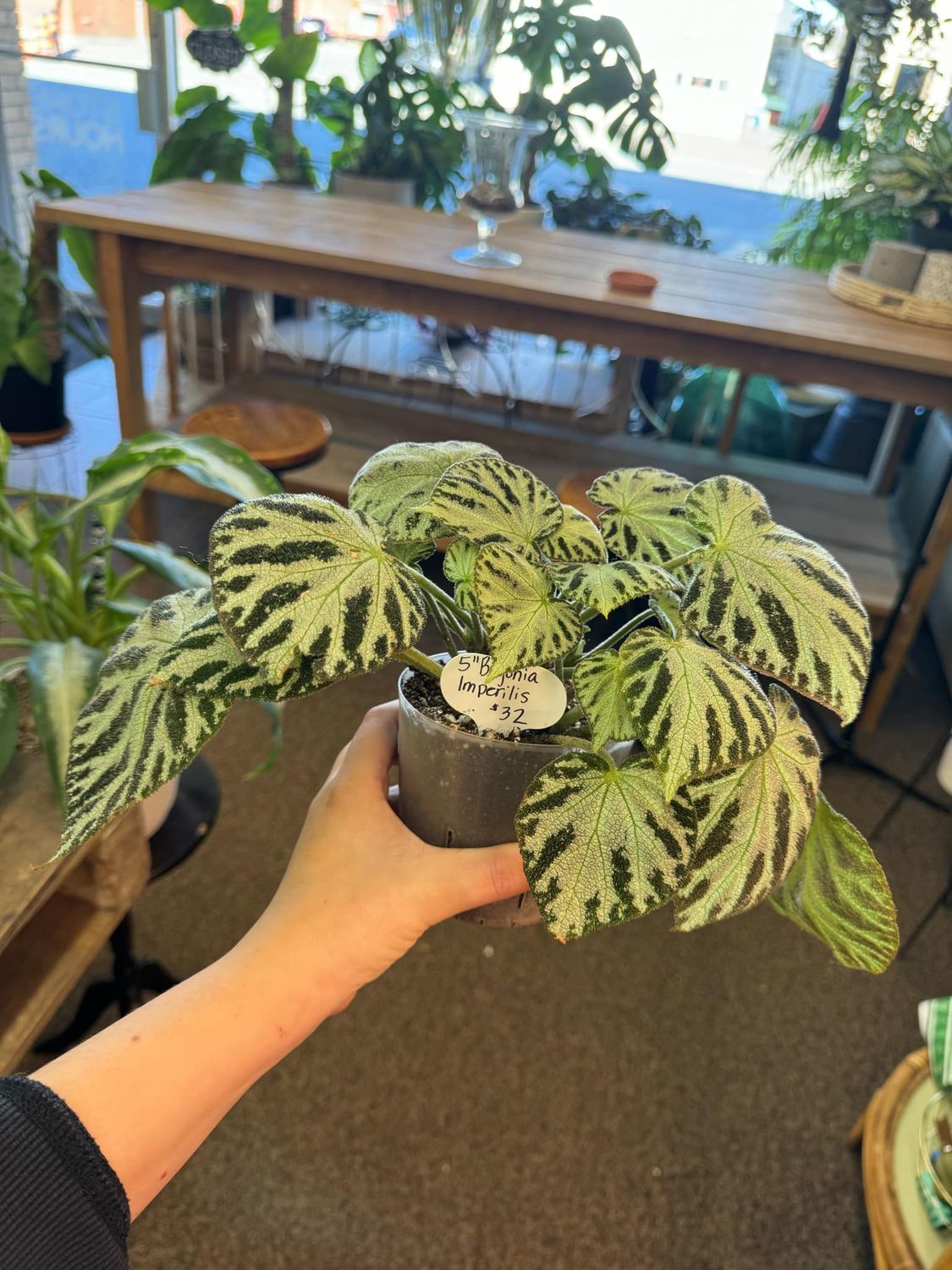 5&quot; Begonia Imperils