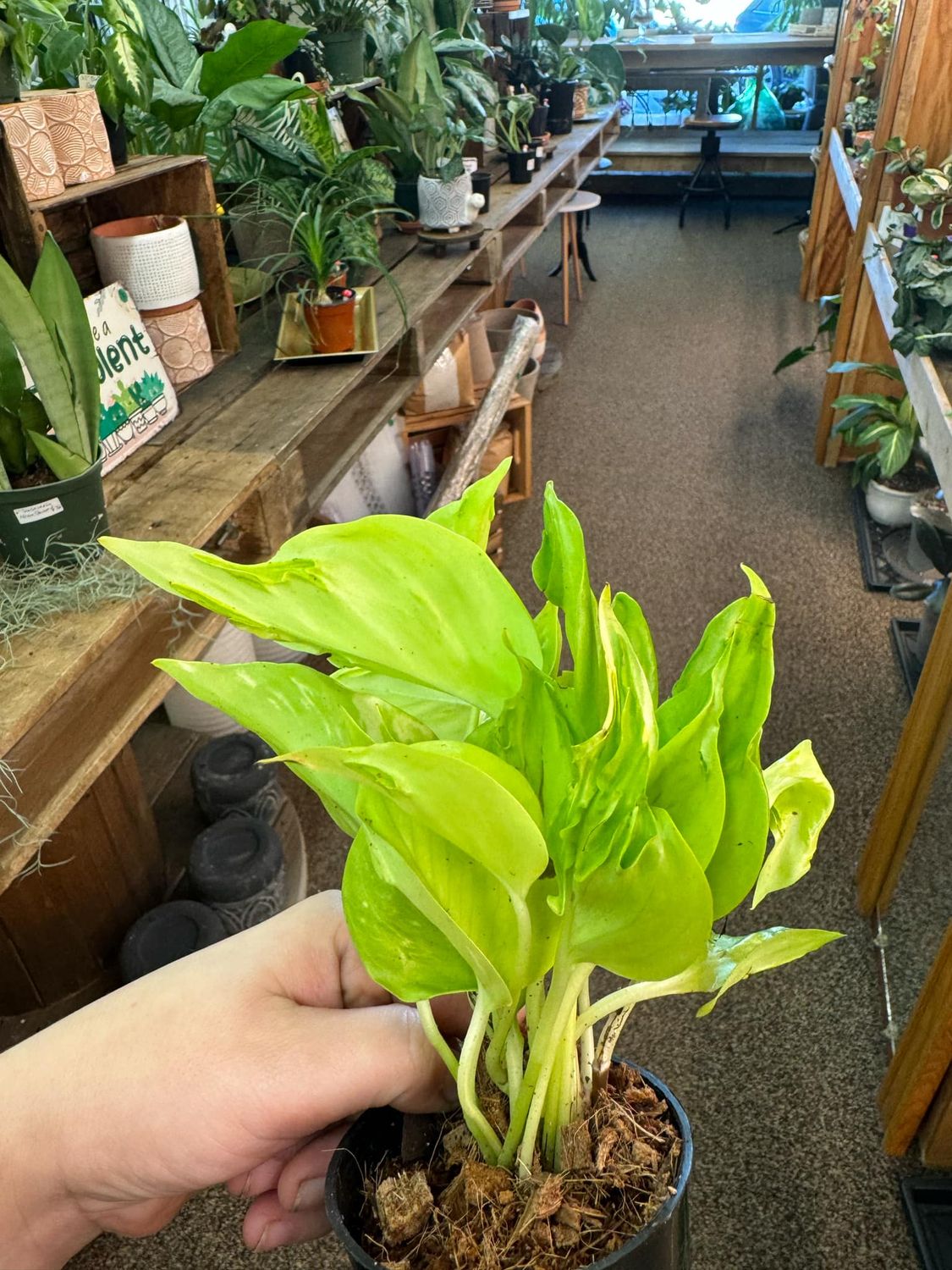 4&quot; Epipremnum Teruno Elysees Champ