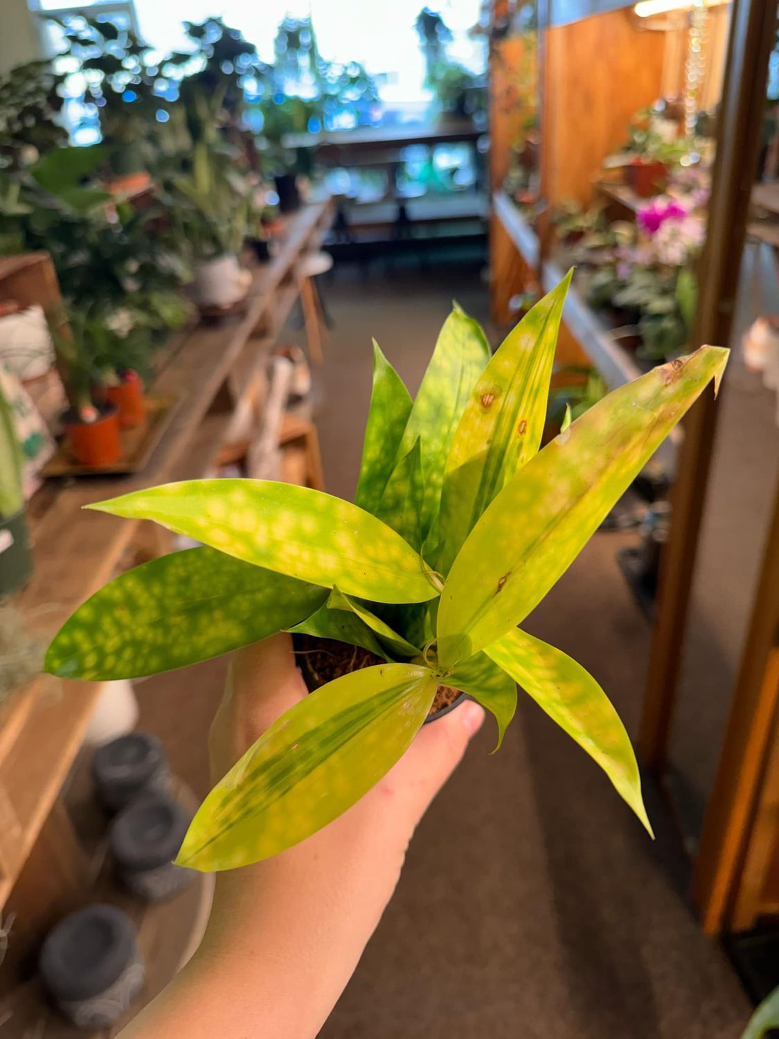 3&quot; Dracaena Golden Milky way