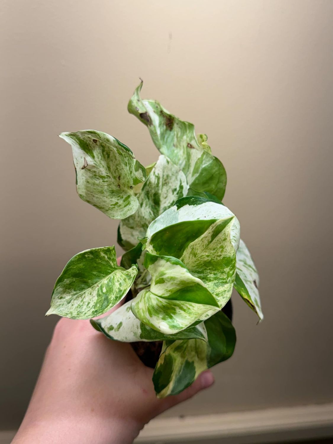 4&quot; Epipremnum Aureum Manjula
