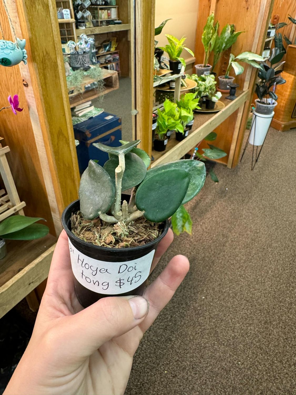 3&quot; Hoya Doi Tong