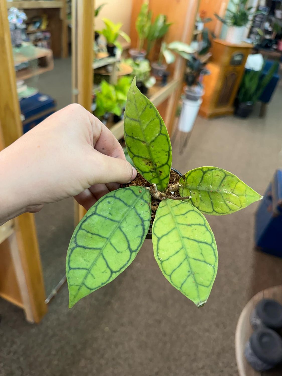 3&quot; Hoya Callistophylla Kamuntani