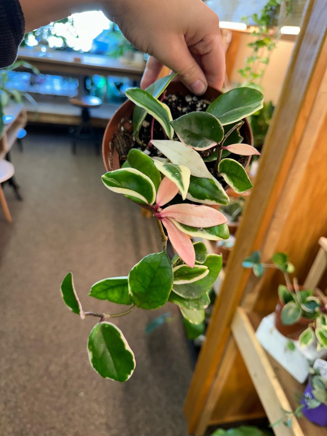 6&quot; Hoya Krimson Queen
