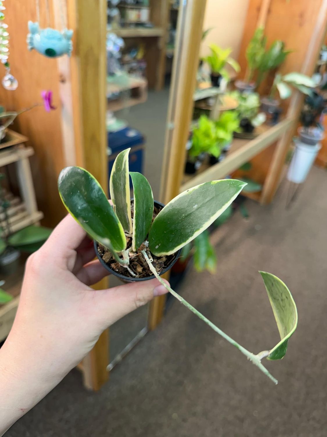 3&quot; Hoya Acuta Variegata
