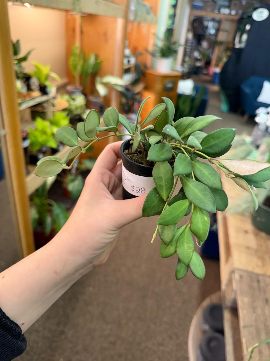 3&quot; Hoya DS-70