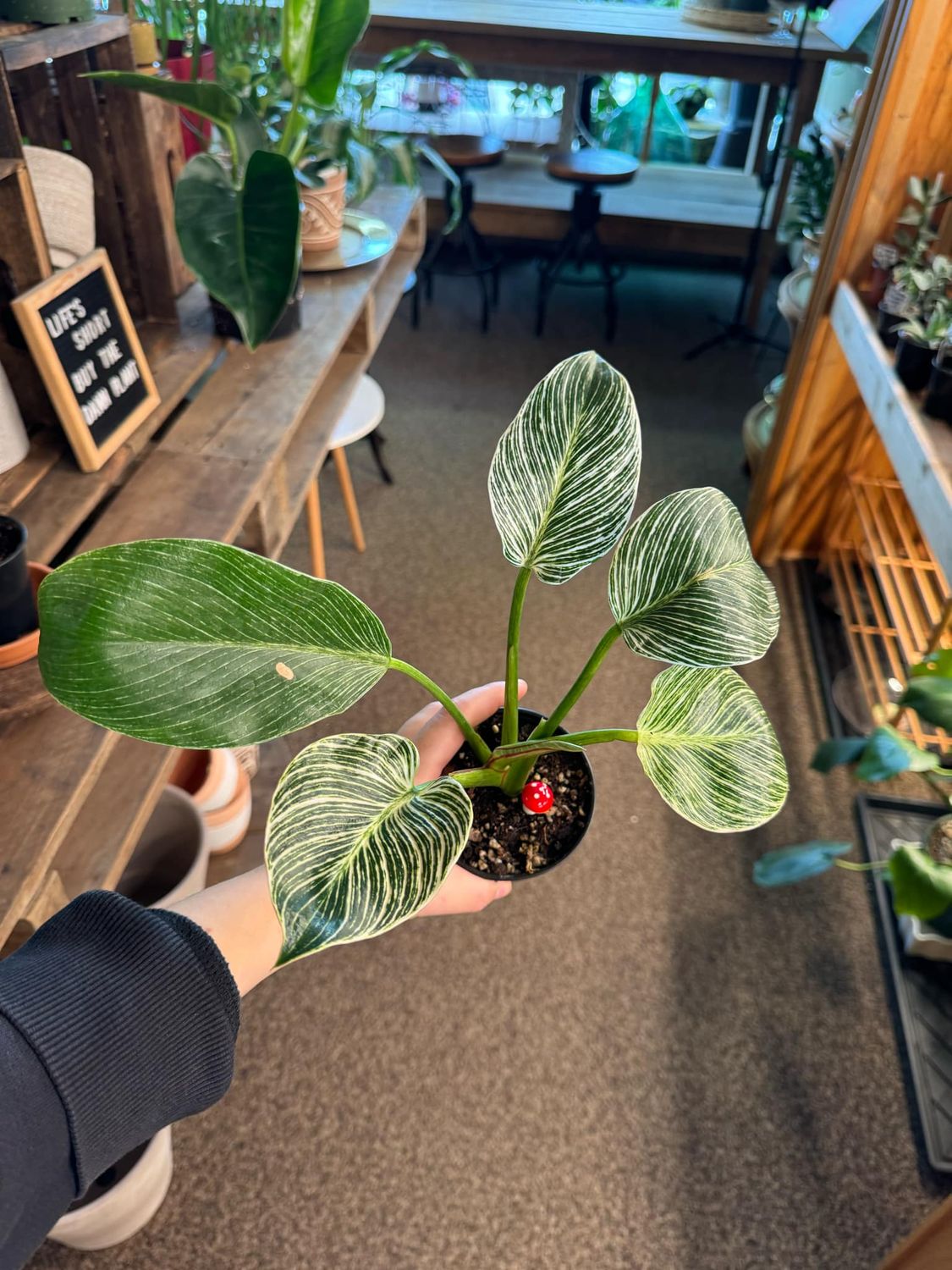 4&quot; Philodendron Birkins