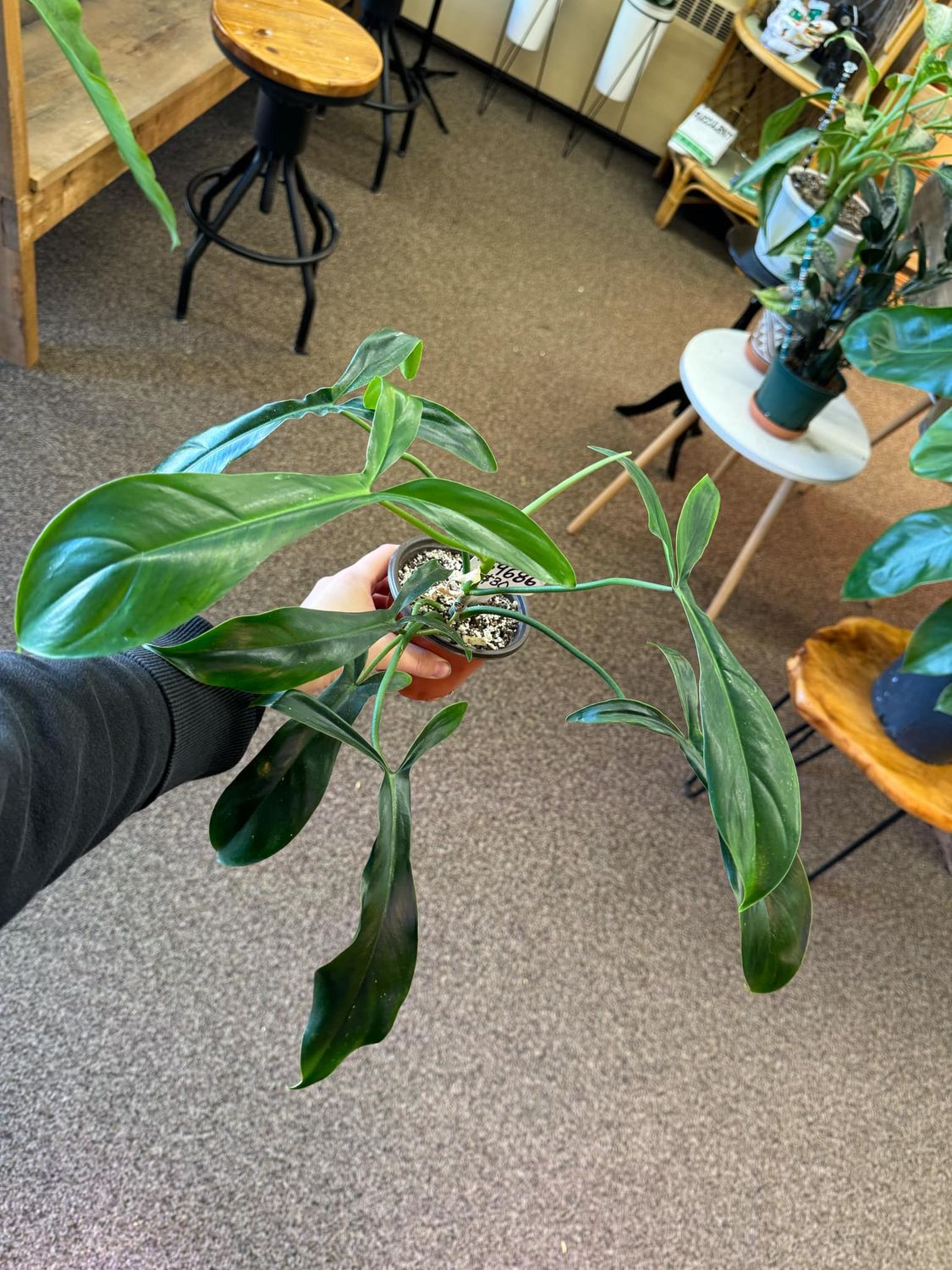 4&quot; Philodendron 69686