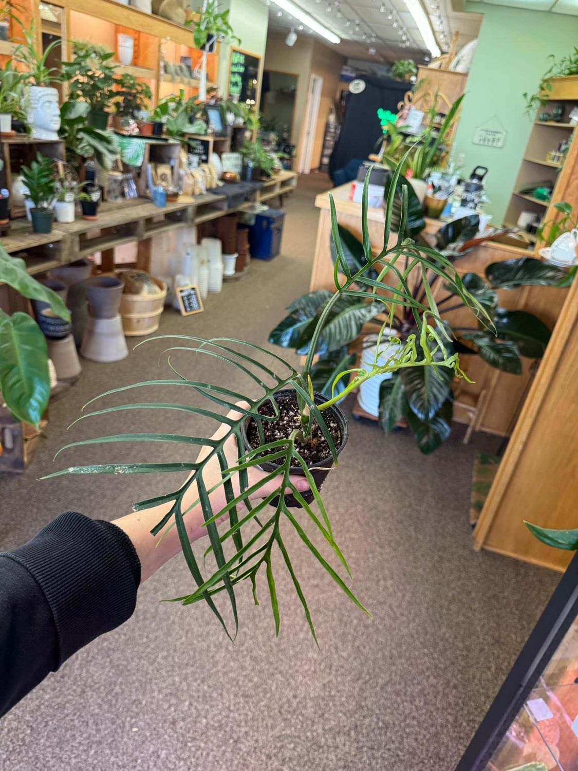 5&quot; Philodendron Tortum 