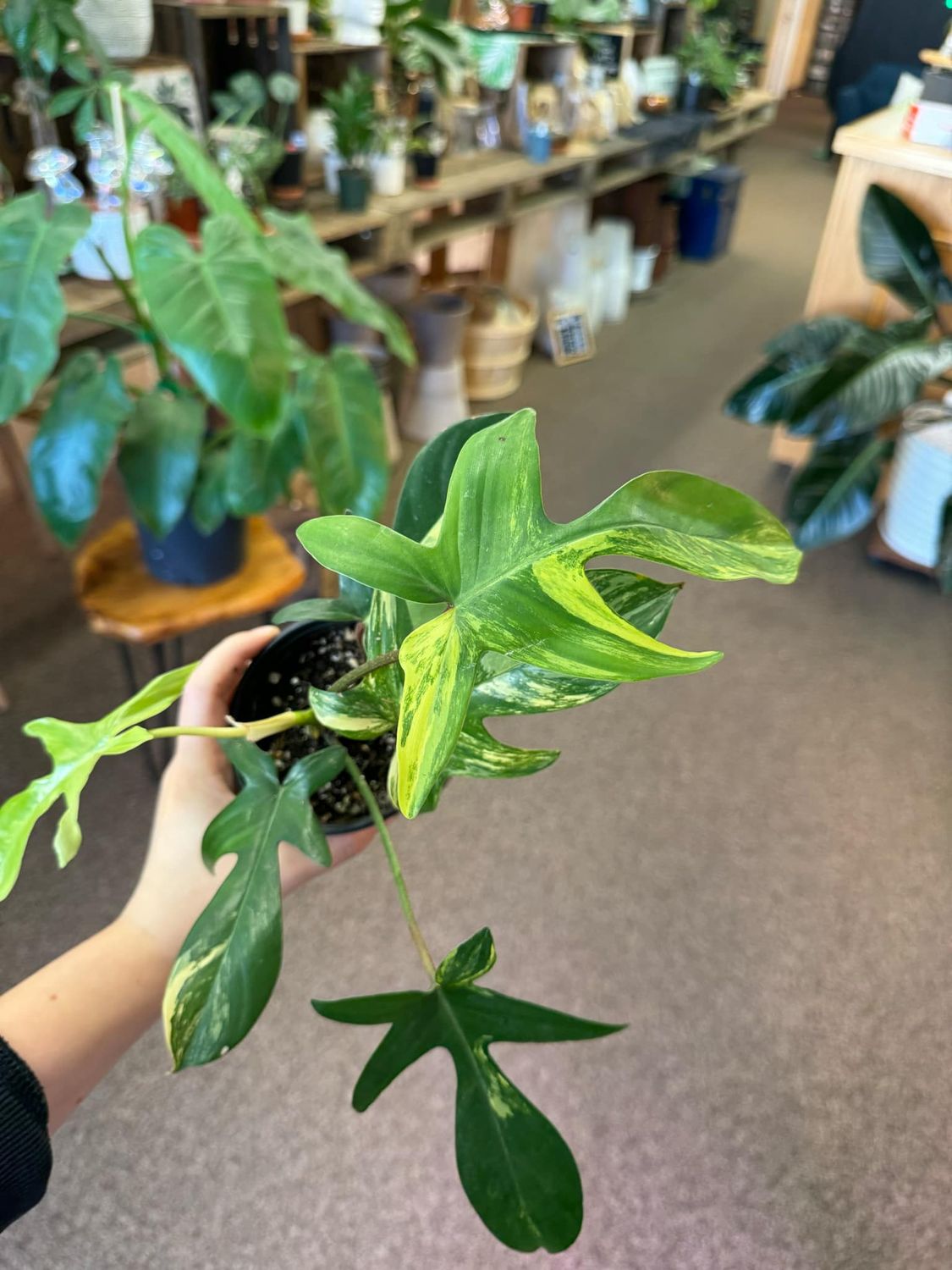 4&quot; Philodendron Florida Beauty 