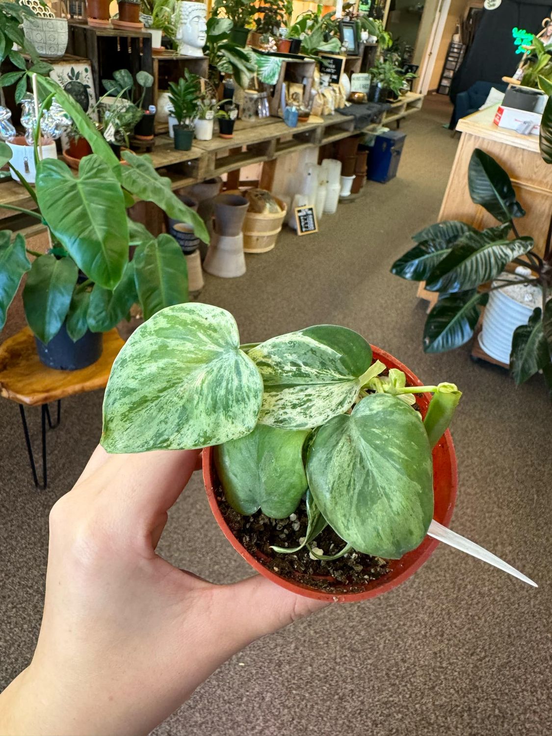 3&quot; Variegated Philodendron  Cordatum(Heart Leaf)