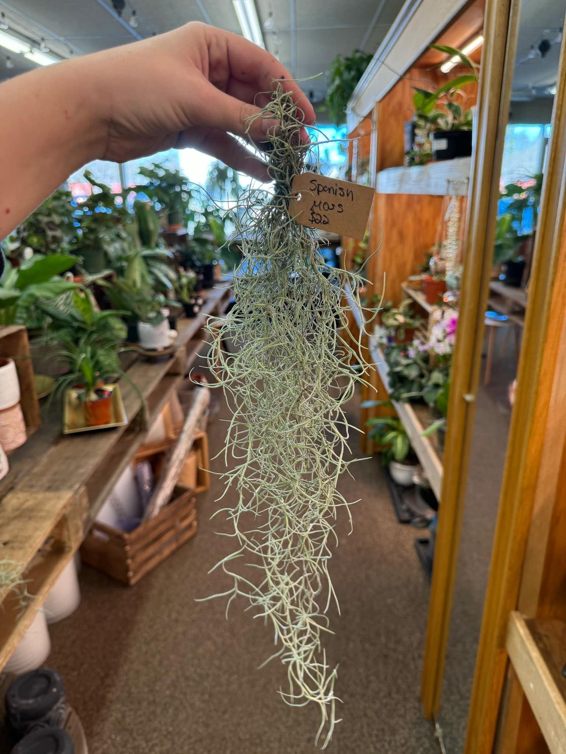 Small Spanish Moss
