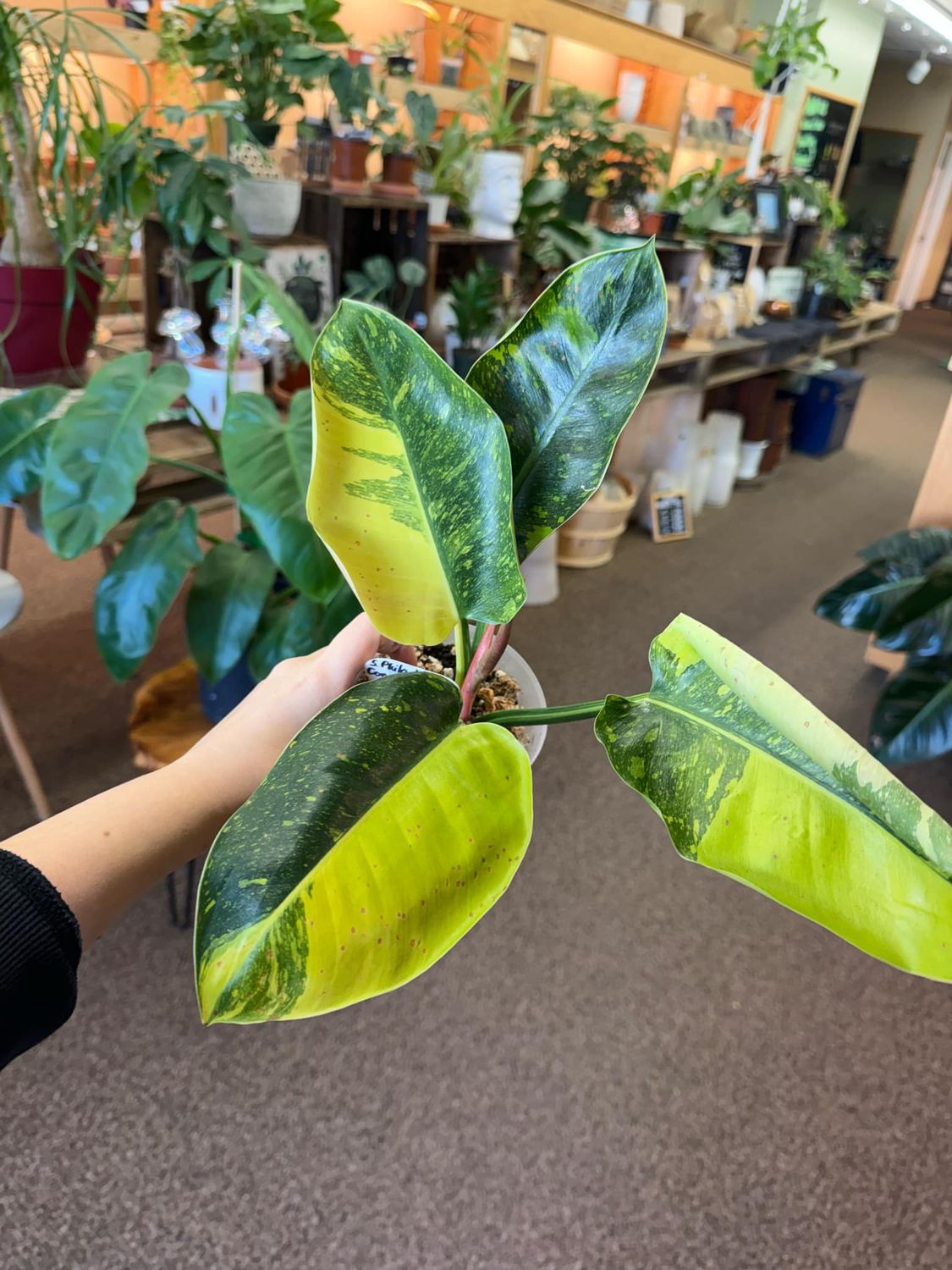 5&quot; Philodendron Variegated Green Congo Nuclear