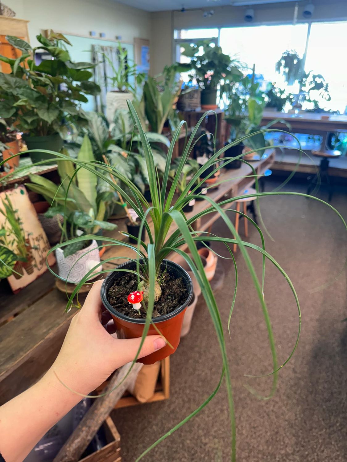 4&quot; Pony Tail Palm 