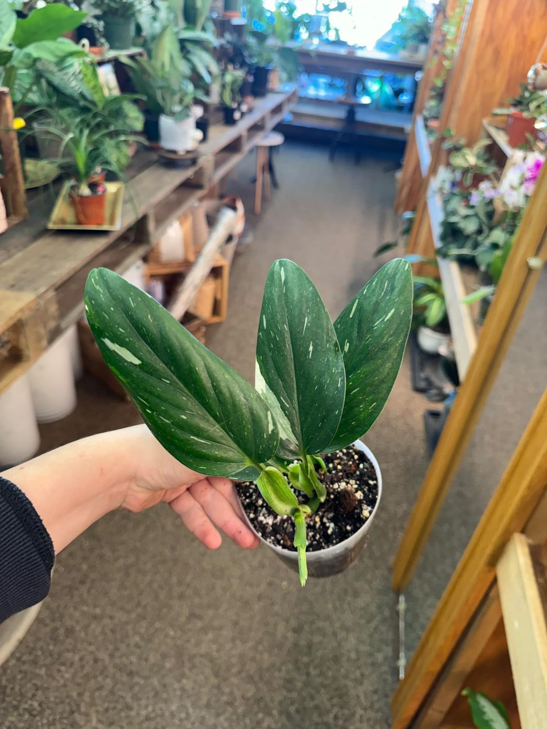 4&quot; Monstera Standleyana Albo