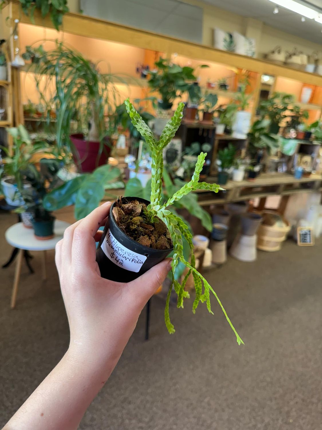 3&quot; Huperzia Nummularifolia 