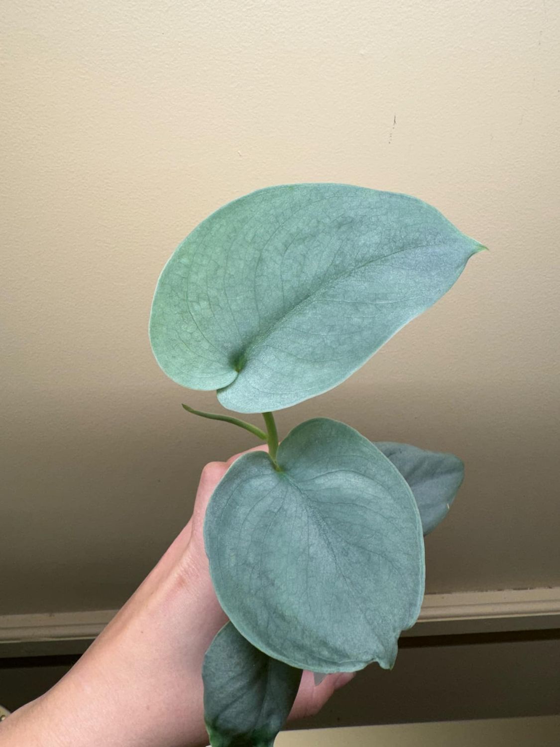 4&quot; Scindapsus Platinum