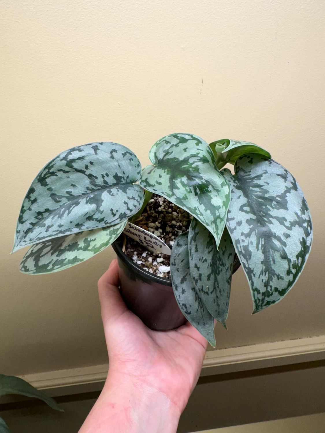3.5&quot; Scindapsus Silver Lady