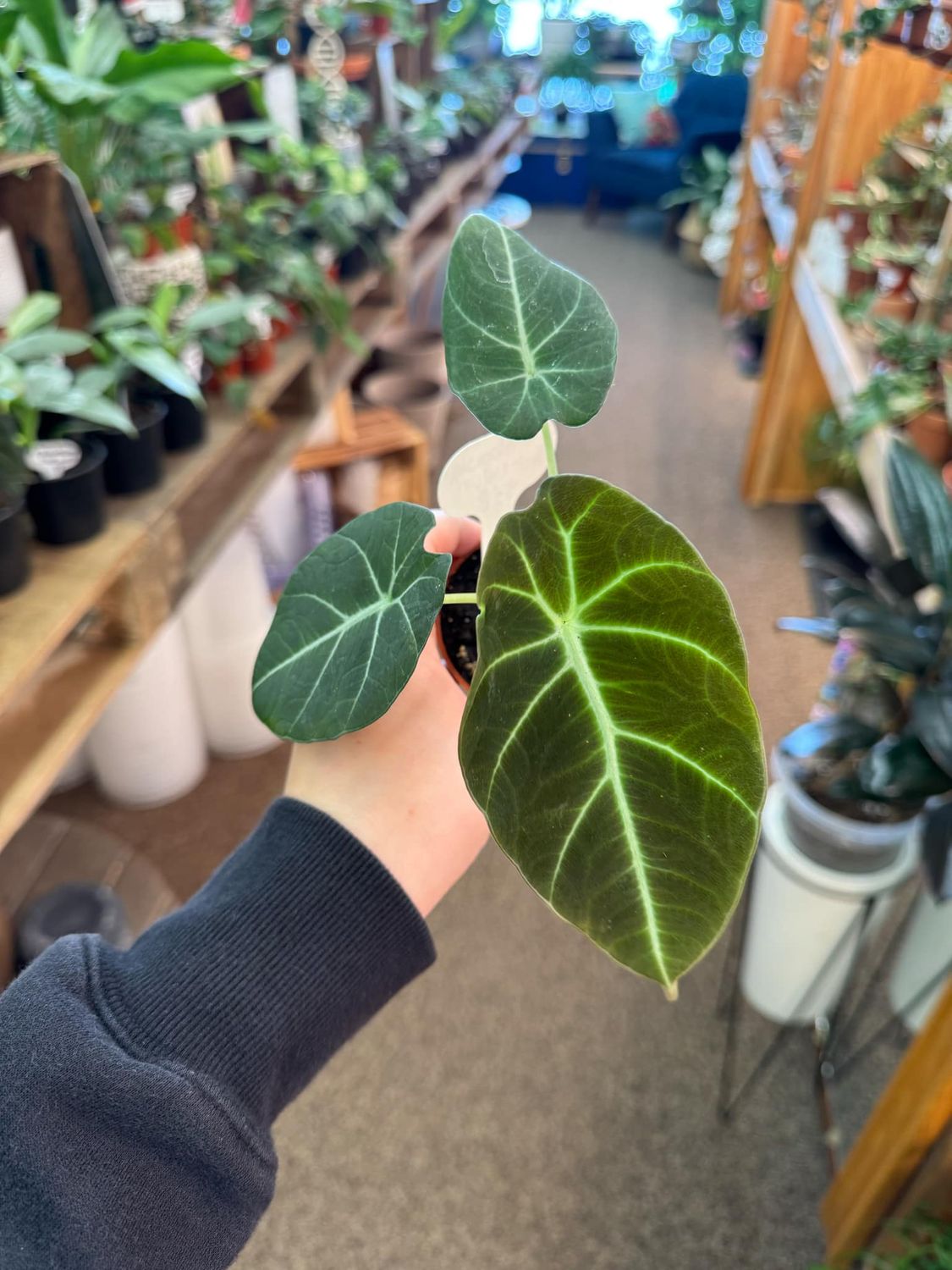 2.5&quot; Alocasia Black Velvet