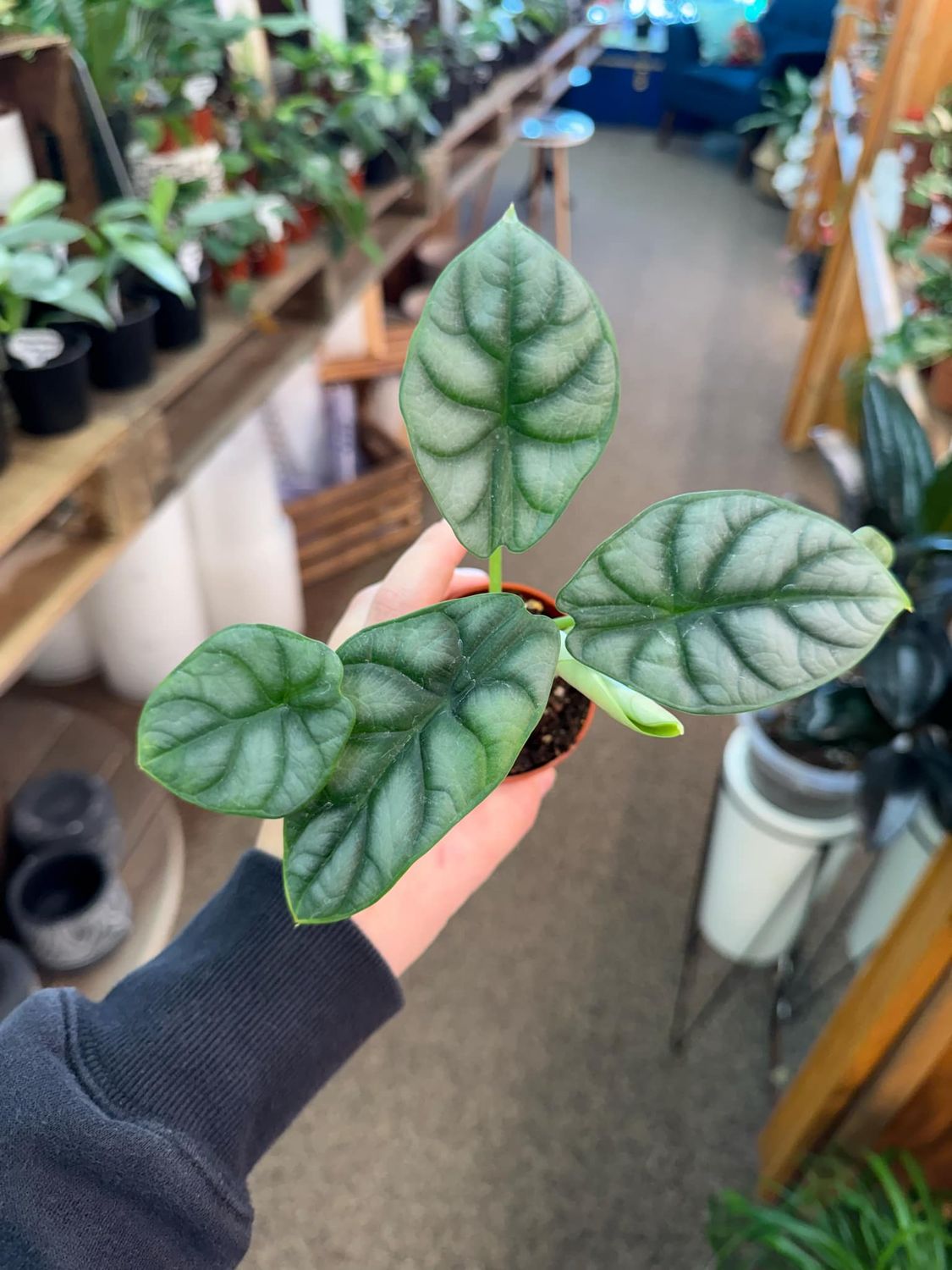 2.5&quot; Alocasia Silver Dragon