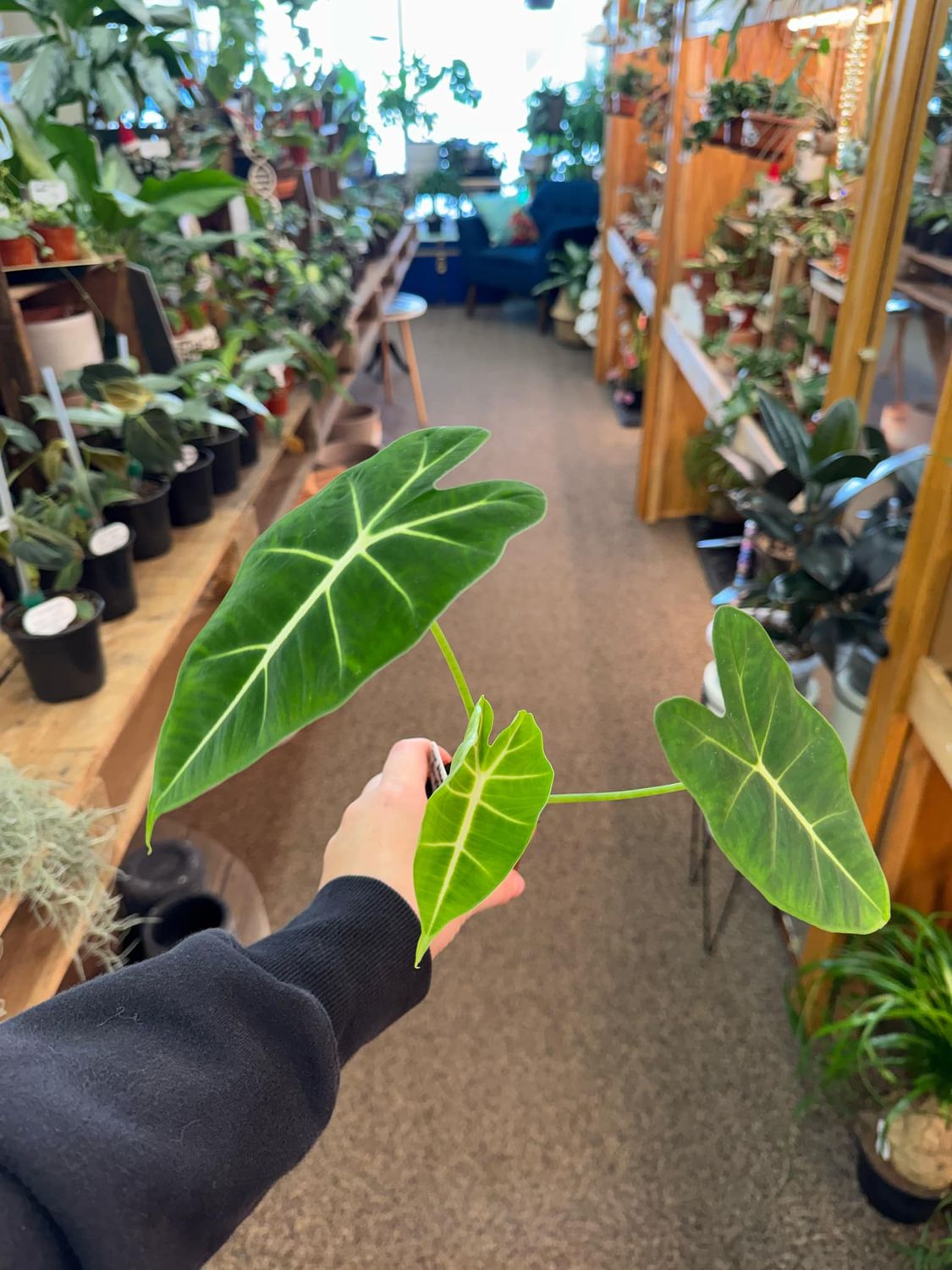 2.5&quot; Alocasia Frydek