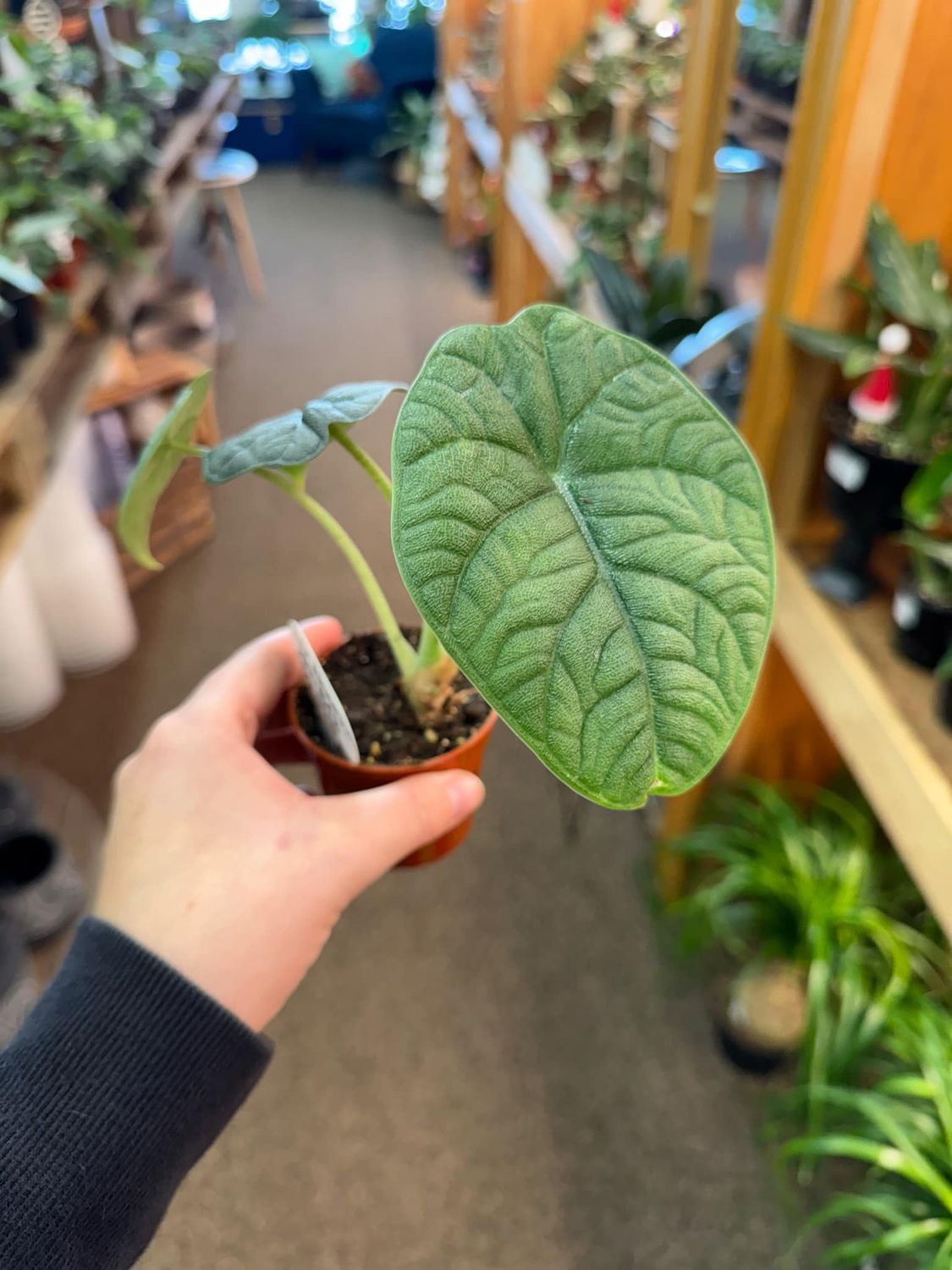 2.5&quot; Alocasia Melo
