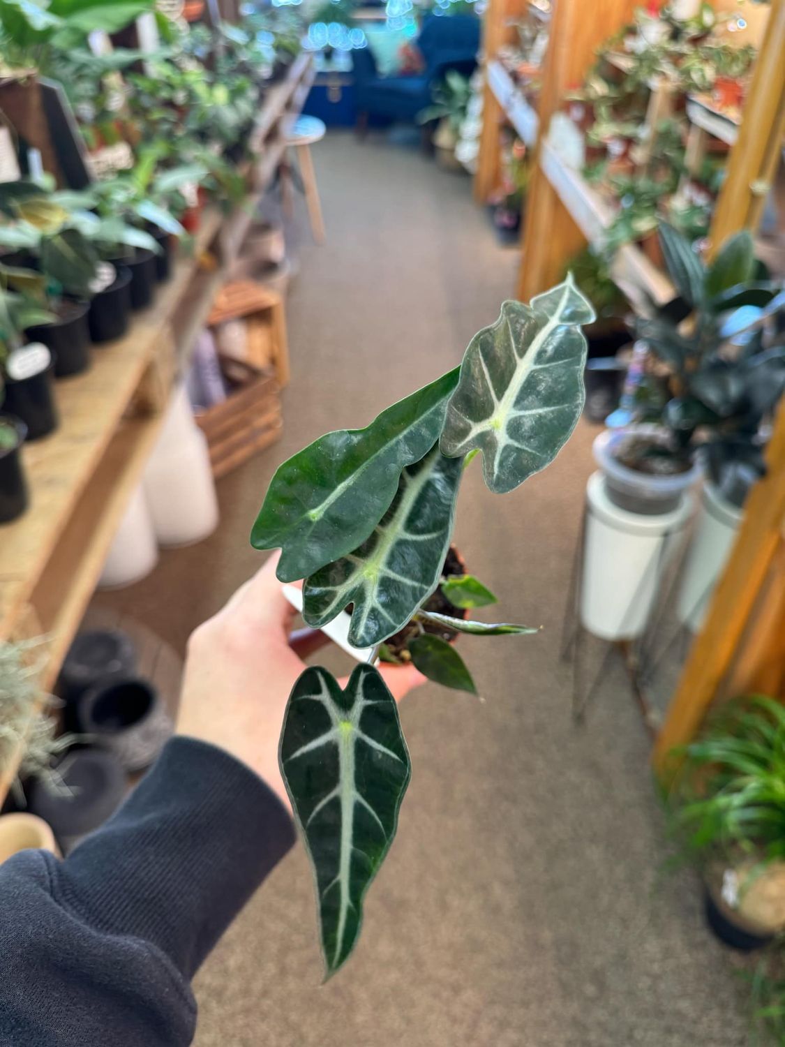 2.5&quot; Alocasia Bambino