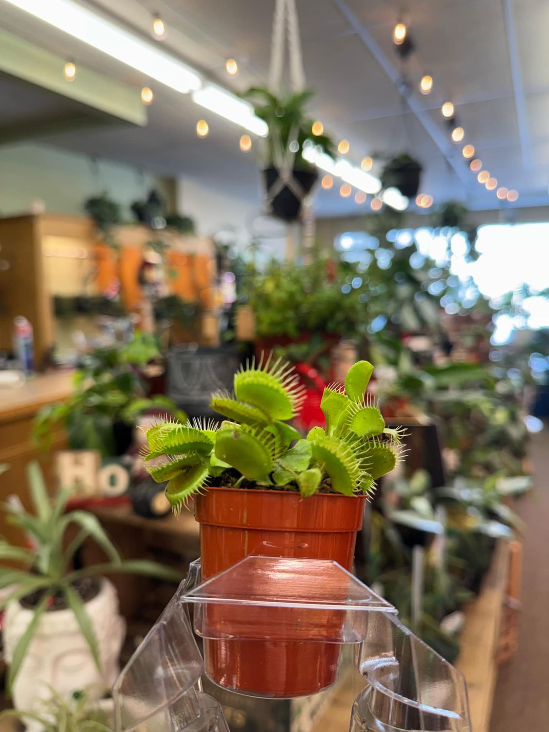 2.5&quot; Venus Fly Traps