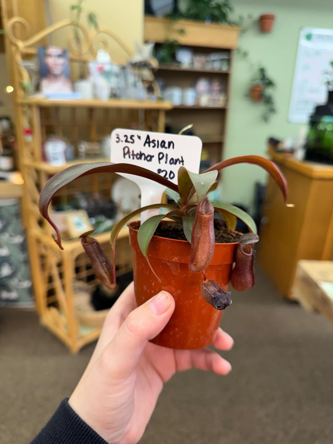 3.5&quot; Asian Pitcher Plant