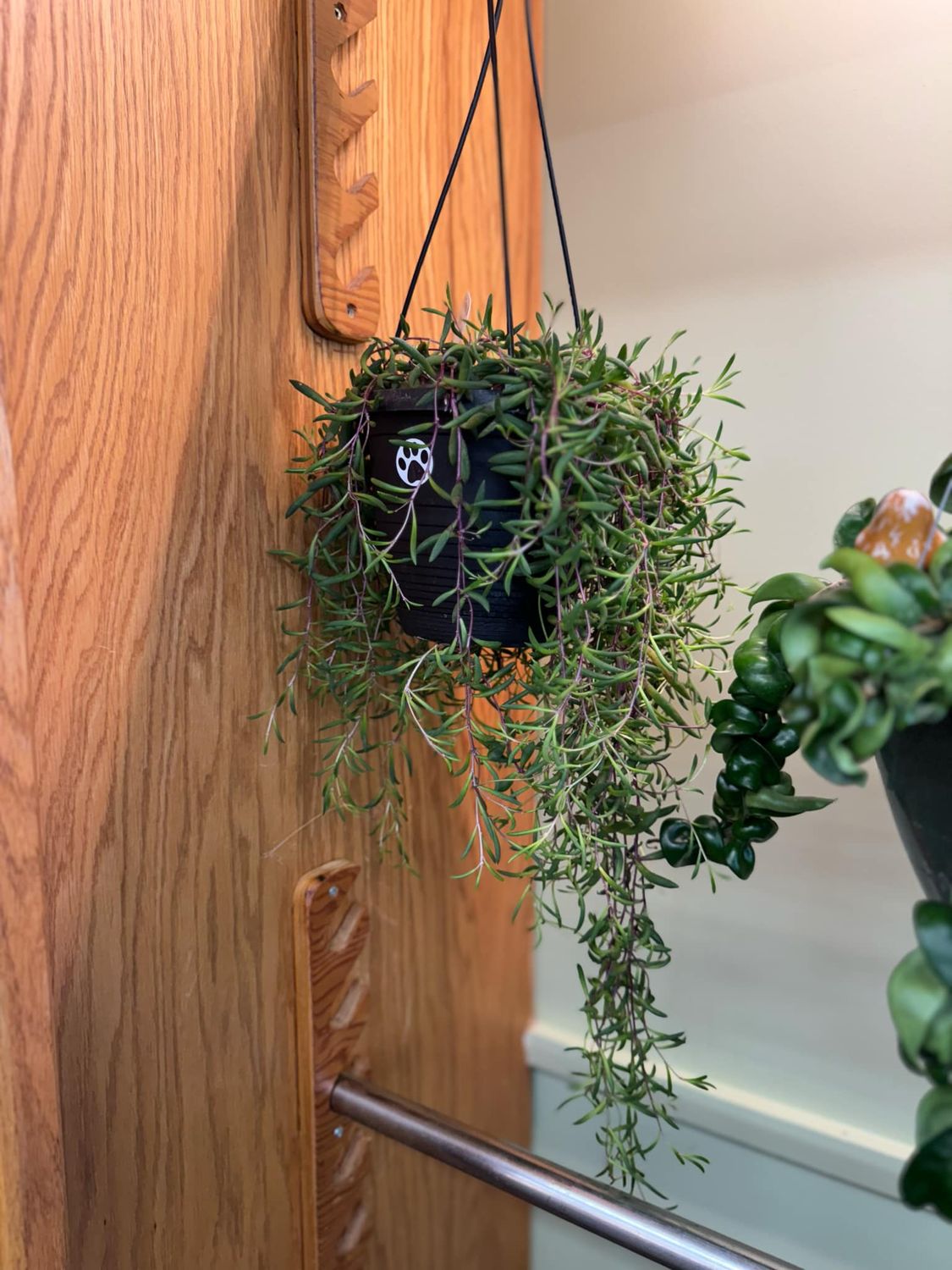 6&quot; Senecio Purple Flash (String of Pickles)