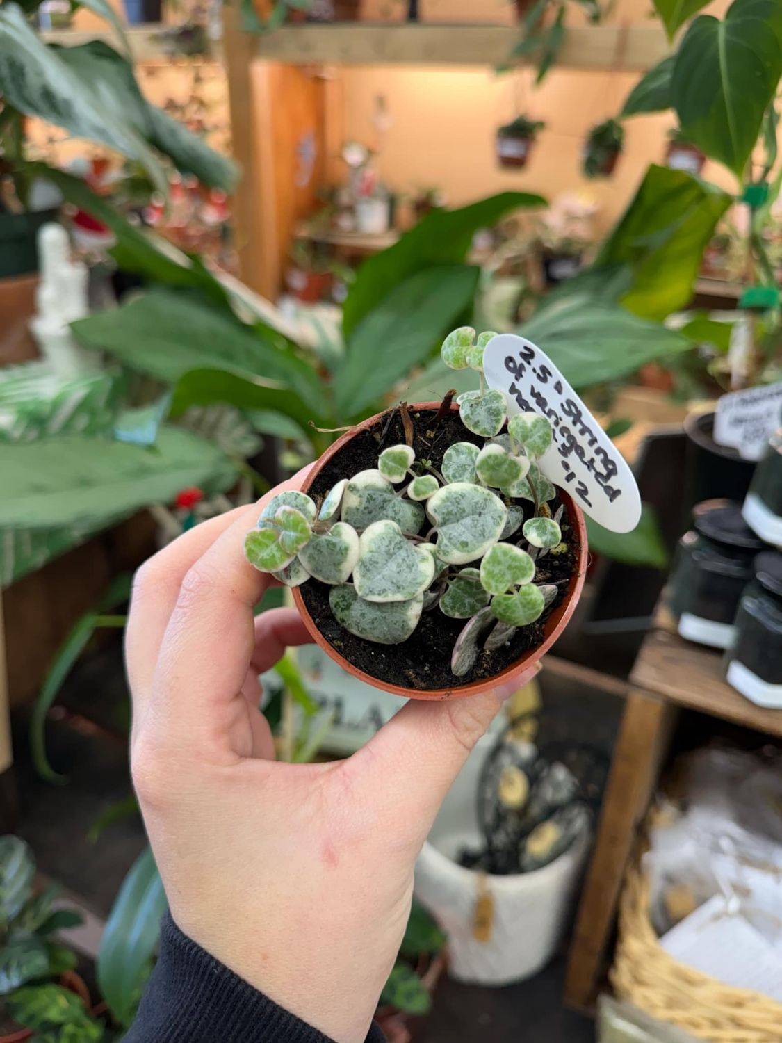2.5&quot; String of Variegated Hearts