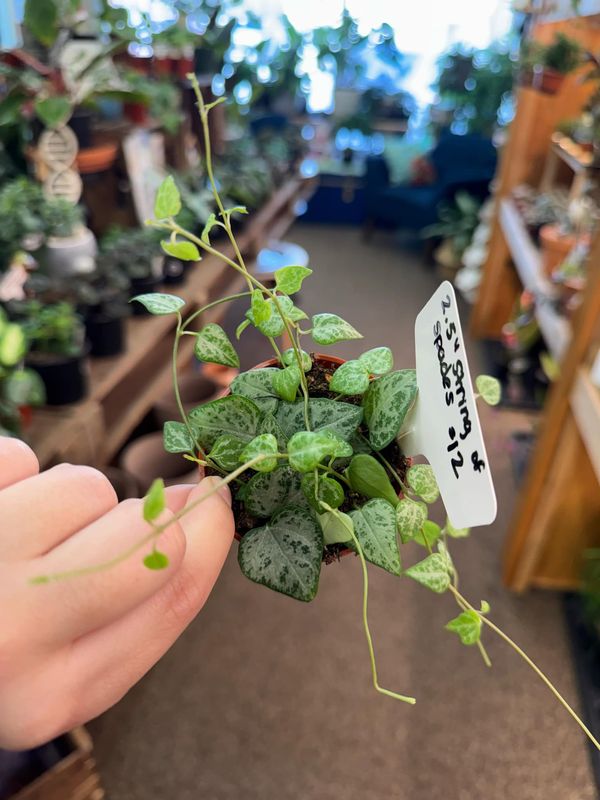 2.5&quot; String of Spades