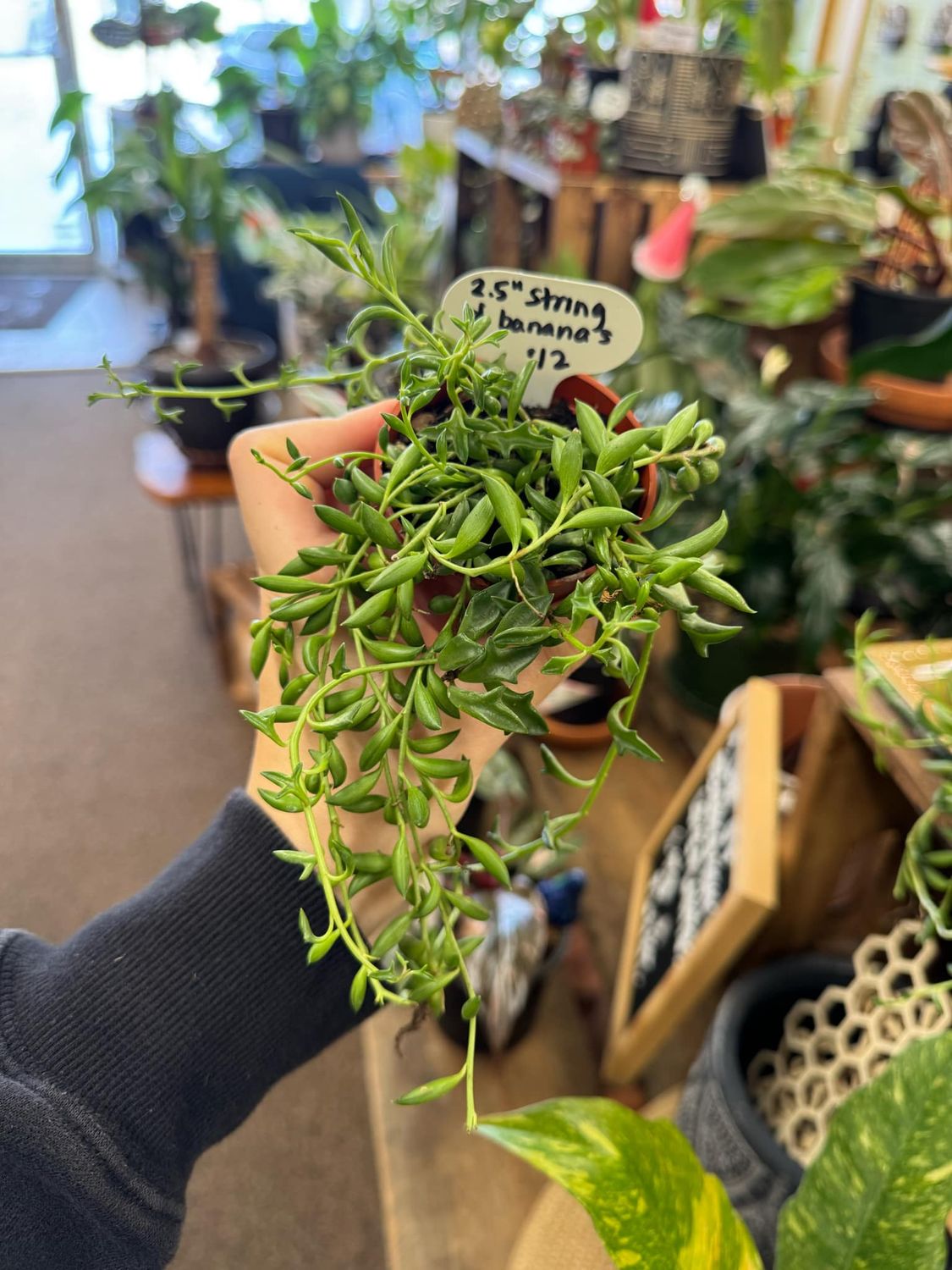 2.5&quot; String of Bananas