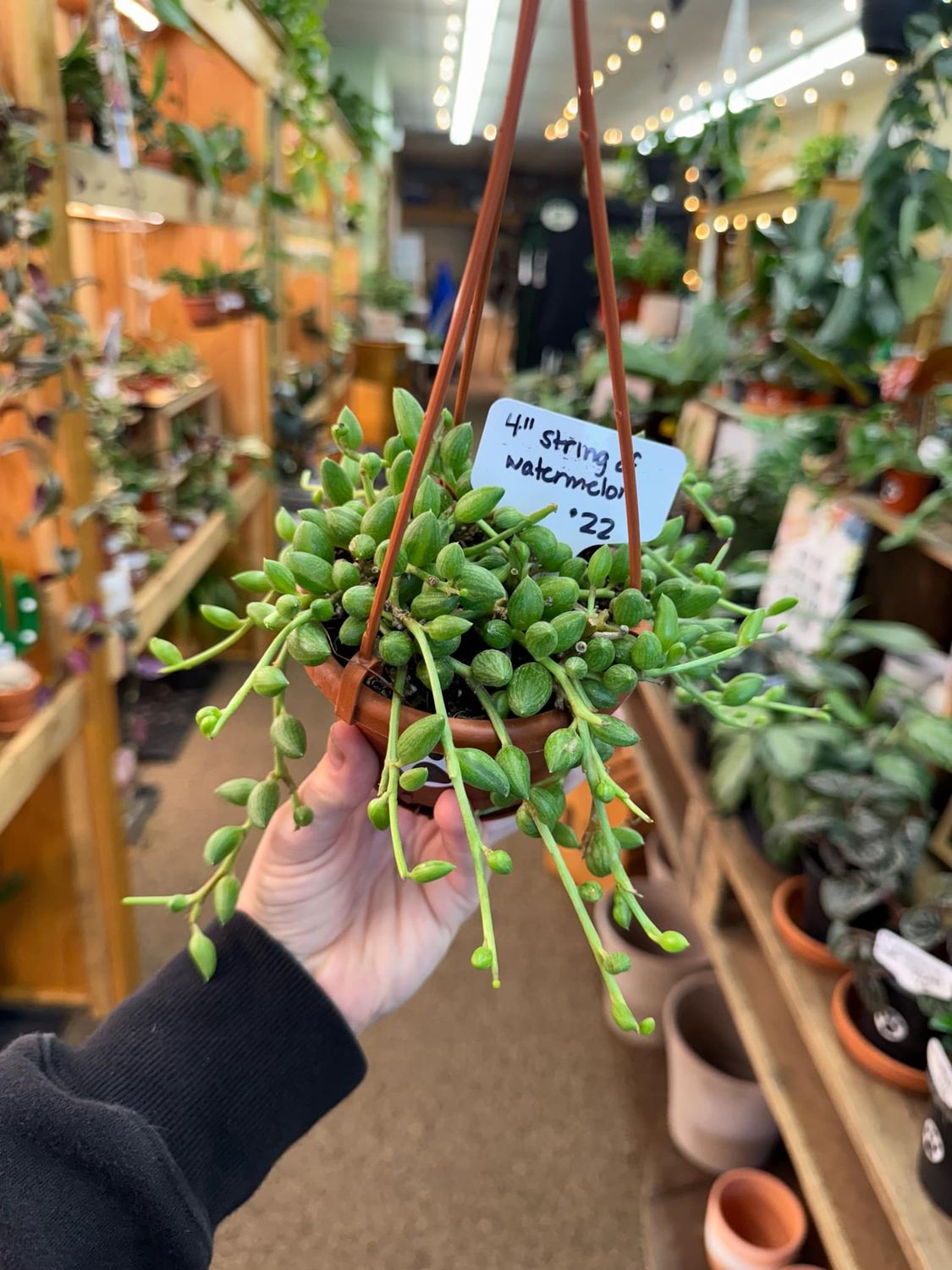 4&quot; String of Watermelon