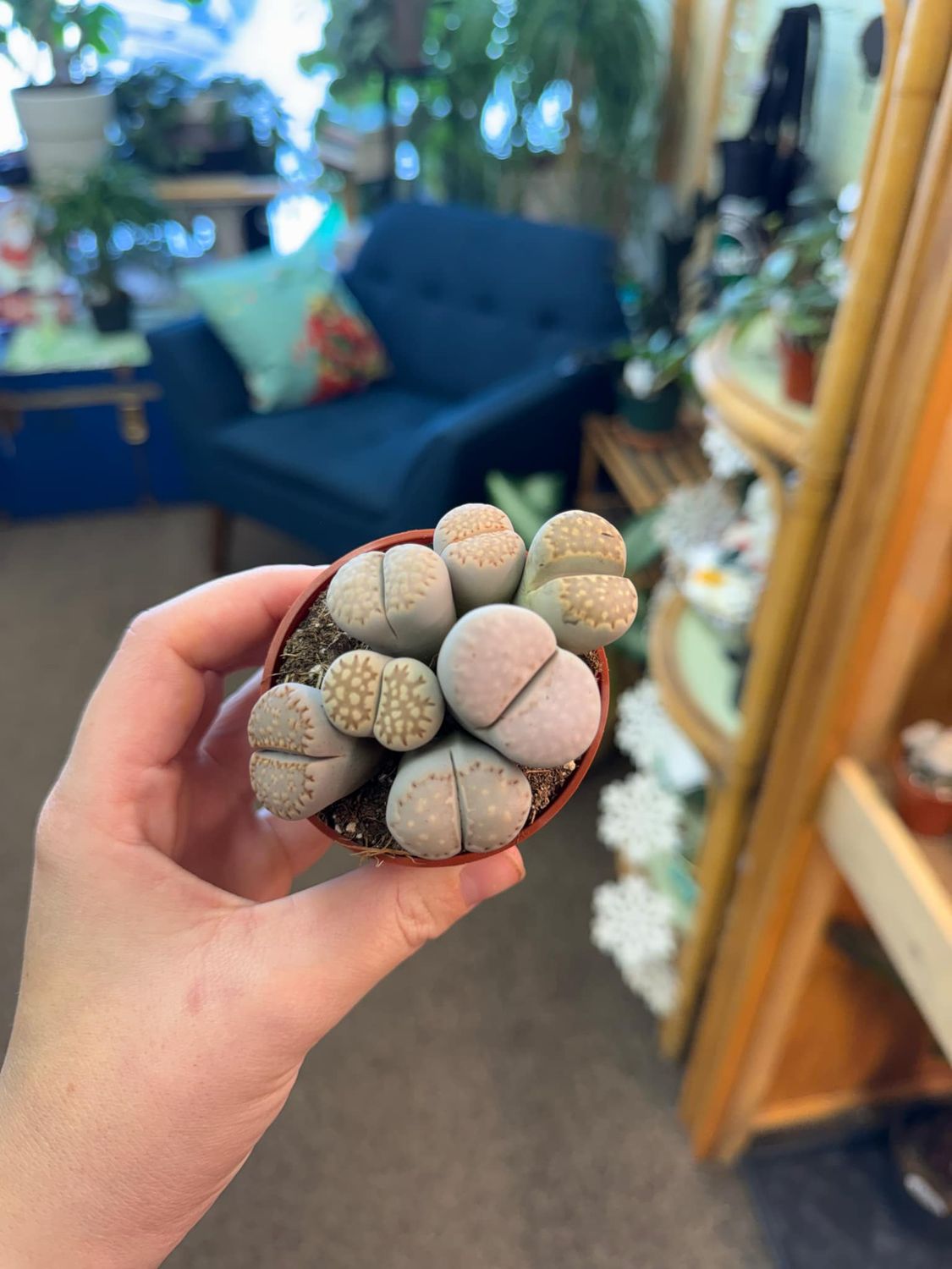 2.5&quot; Lithops Living Stone