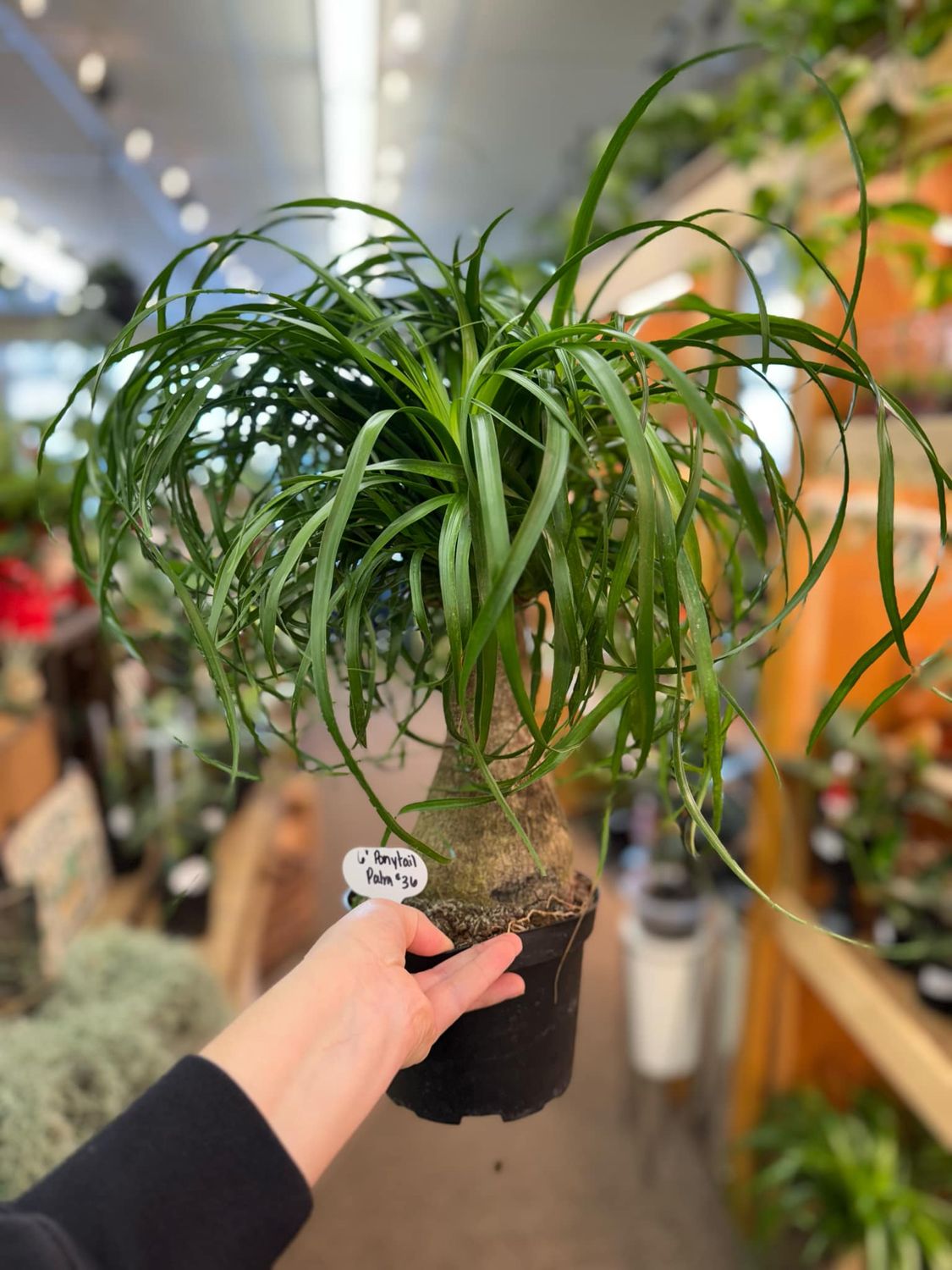 6&quot; Ponytail Palm  