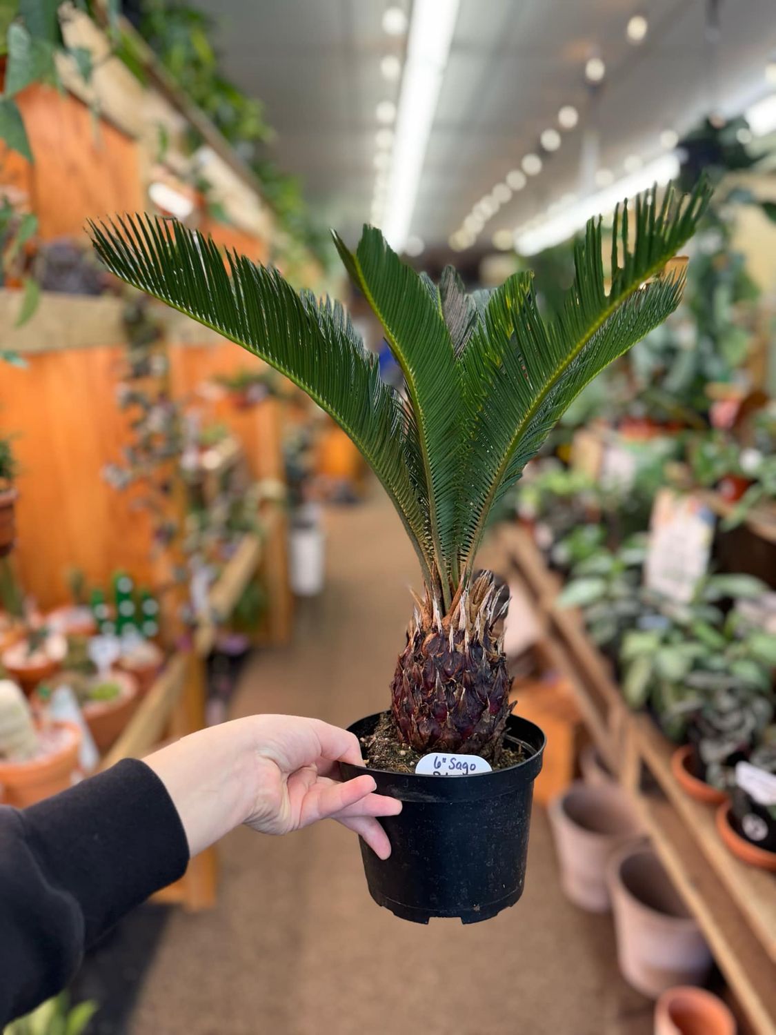 6&quot; Sago Palm