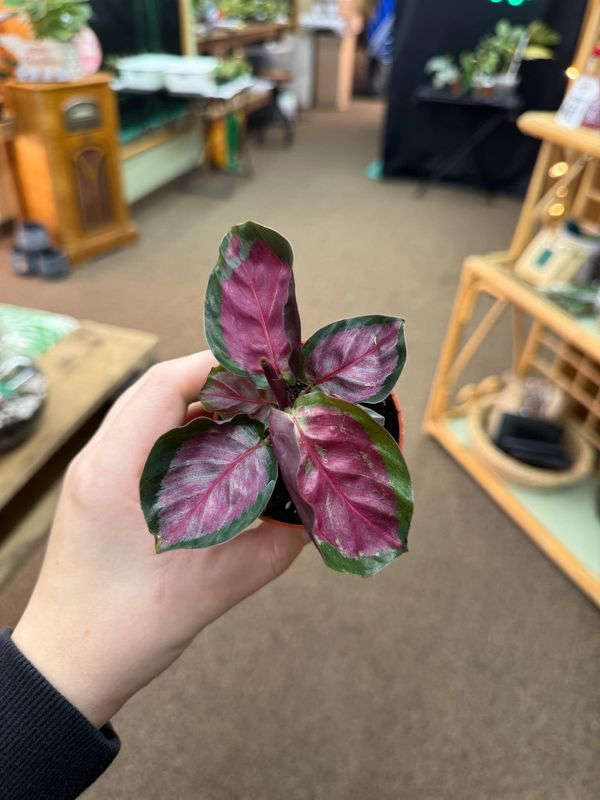 2.5&quot; Calathea Roseoptica