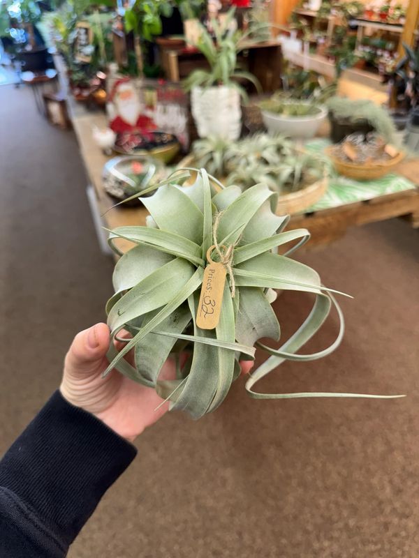 Xerographica Air Plant(Large)