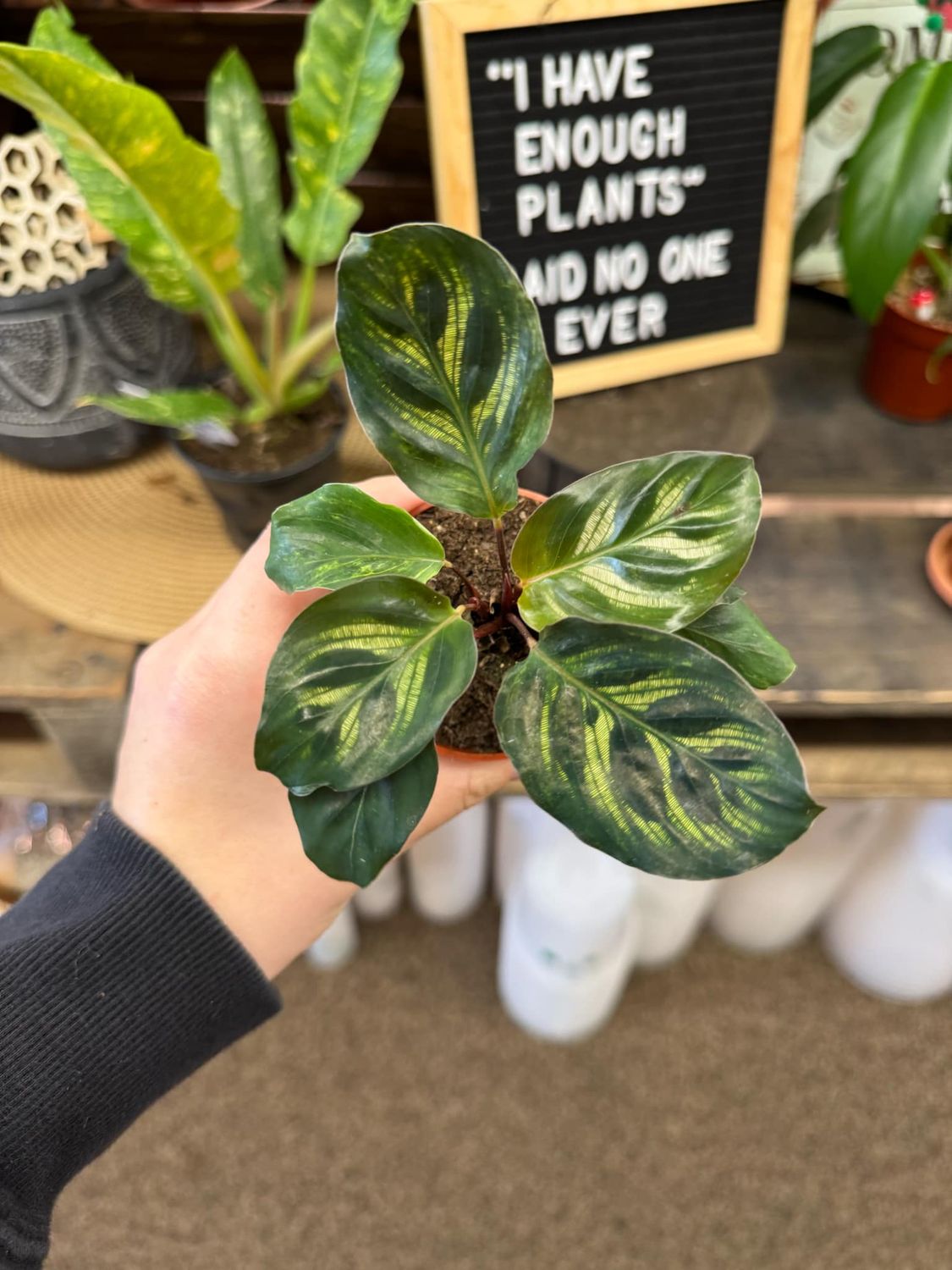 2.5&quot; Calathea Peacock