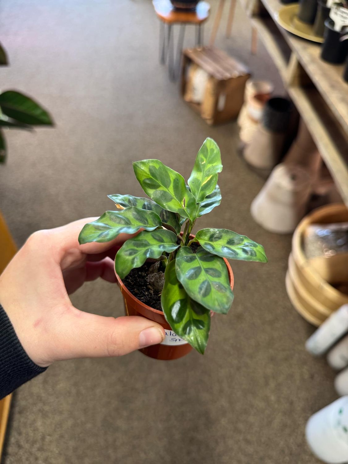 2.5&quot; Calathea Rattlesnake