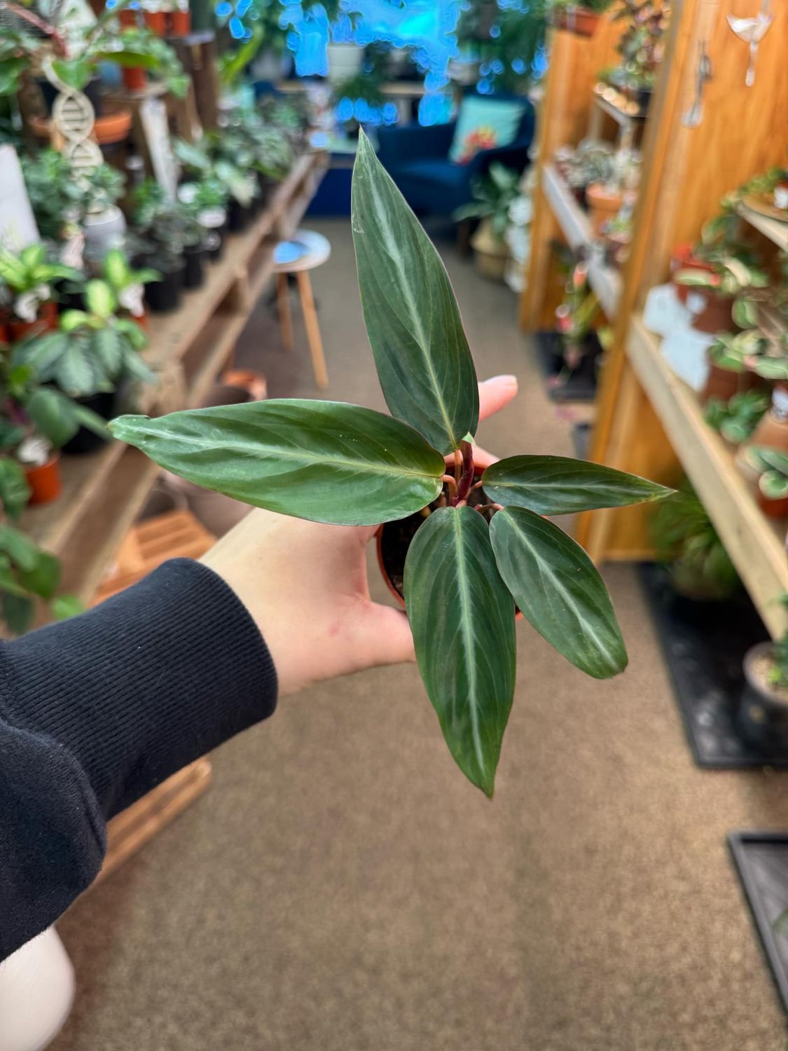 2.5&quot; Stromanthe Sanguinea