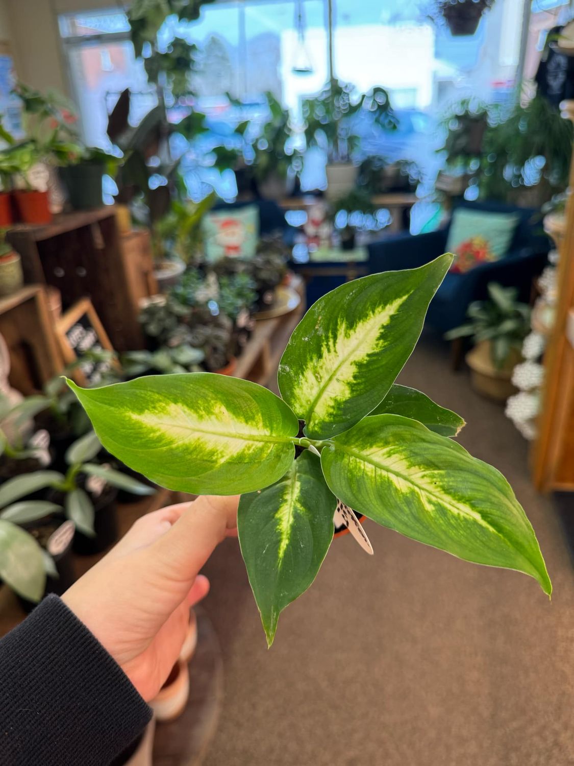 4&quot; Dieffenbachia Camile