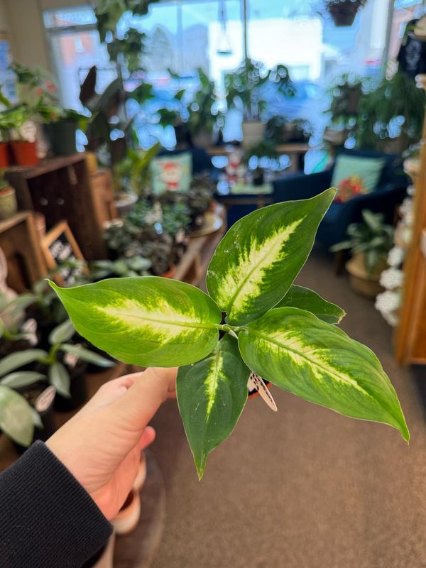 4&quot; Dieffenbachia Camile